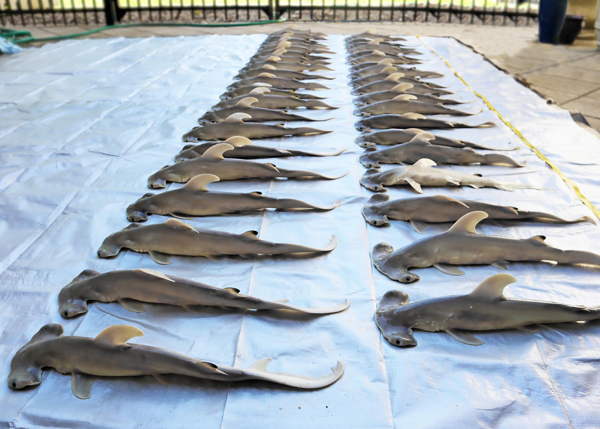 Fisheries experts examine great hammerhead shark