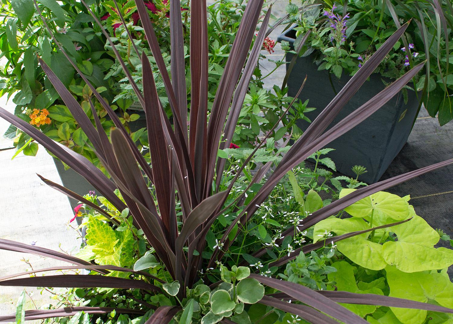 Purple sword-like leaves grow from a container of green leaves.
