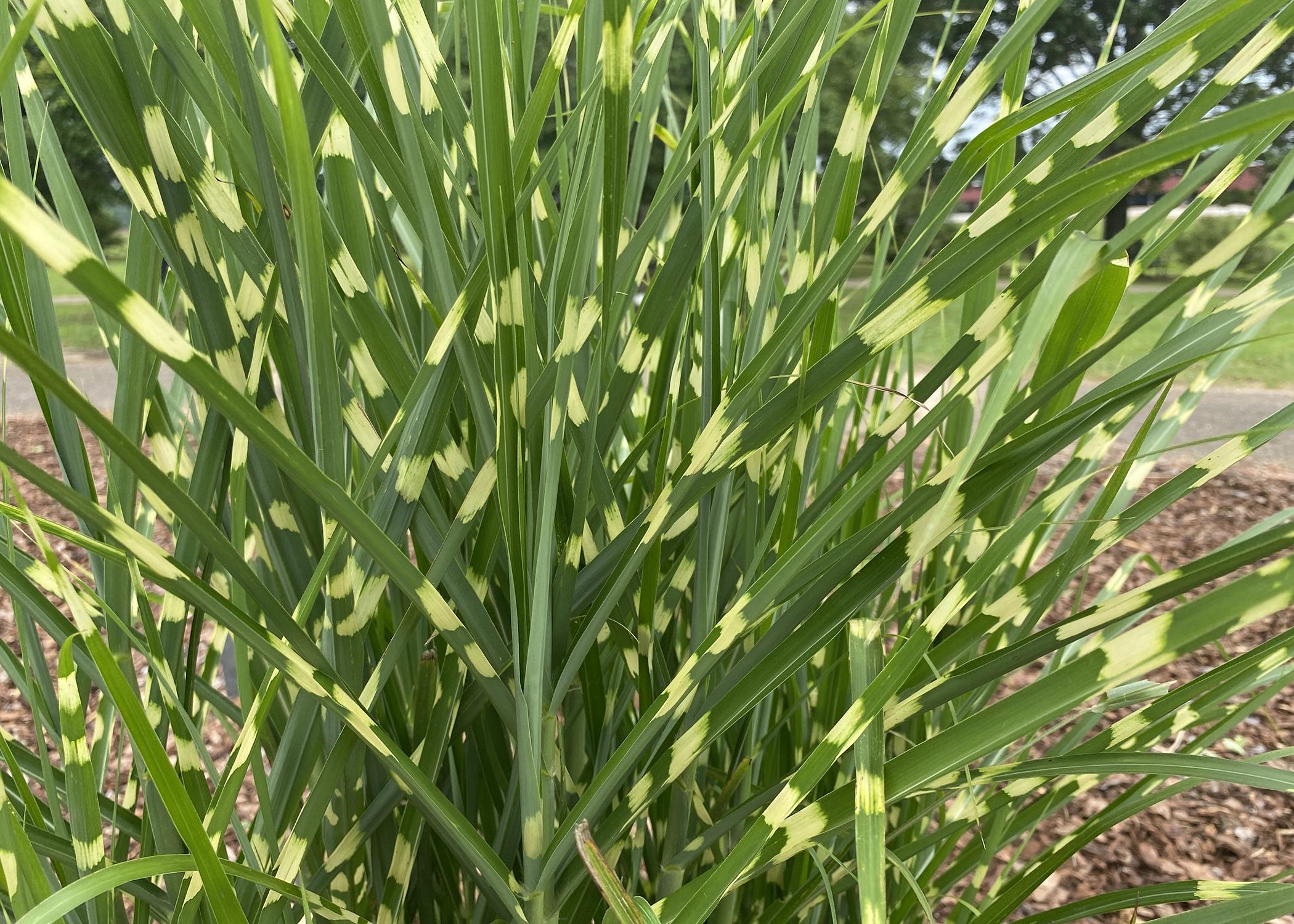 Grass blades are green with random yellowish patches.