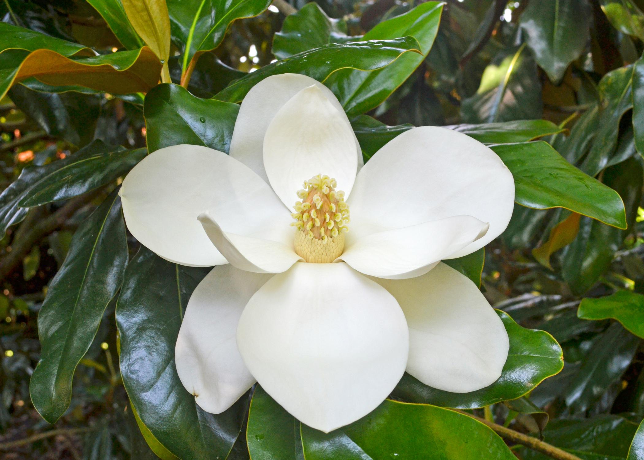A large, creamy white bloom has a woody, yellow center cone.