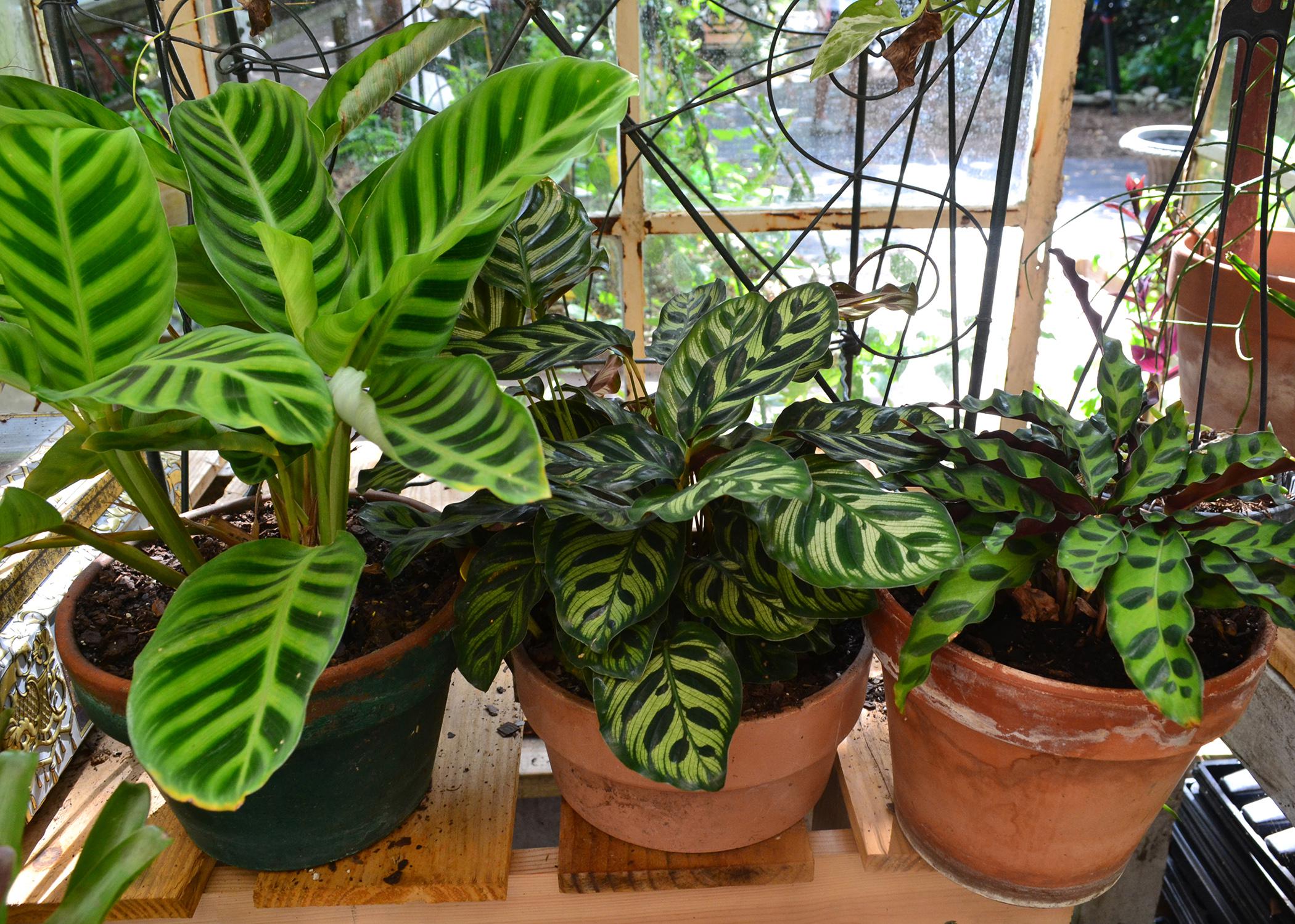 Three potted plants have green leaves with stripes or spots.