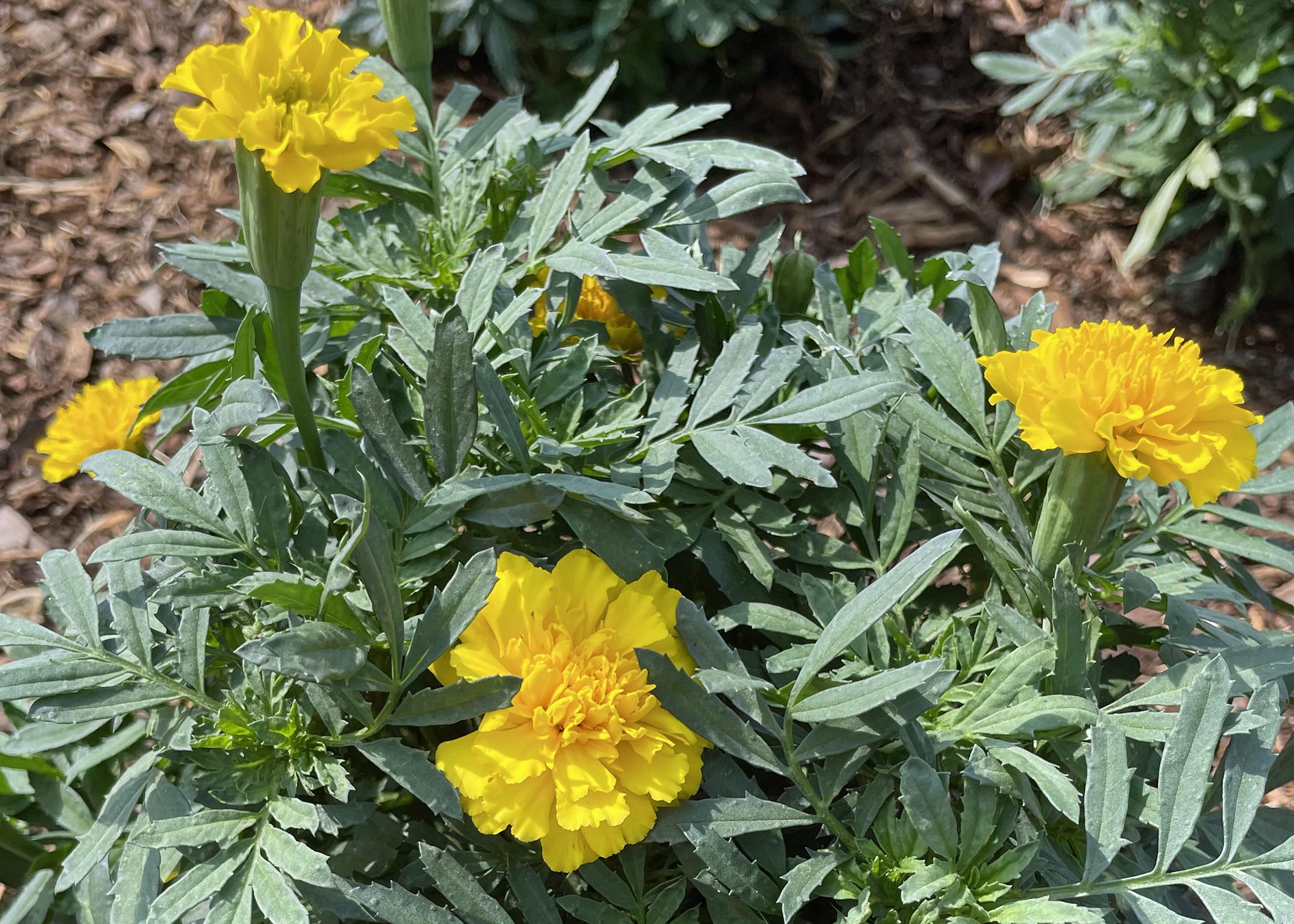 French marigolds add fall vibrancy to gardens  Mississippi State  University Extension Service