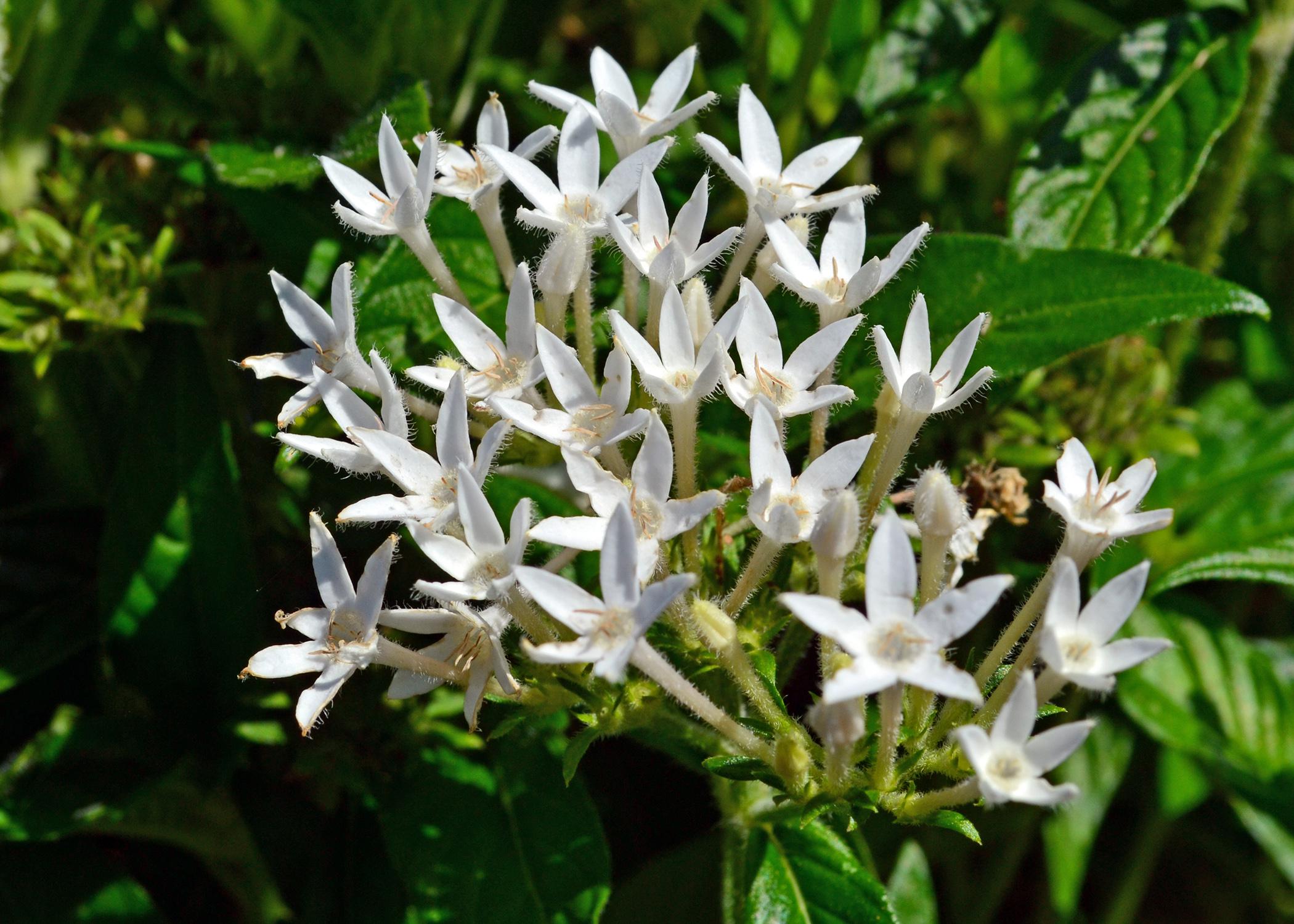 Small, white flowers bloom in a cluster.