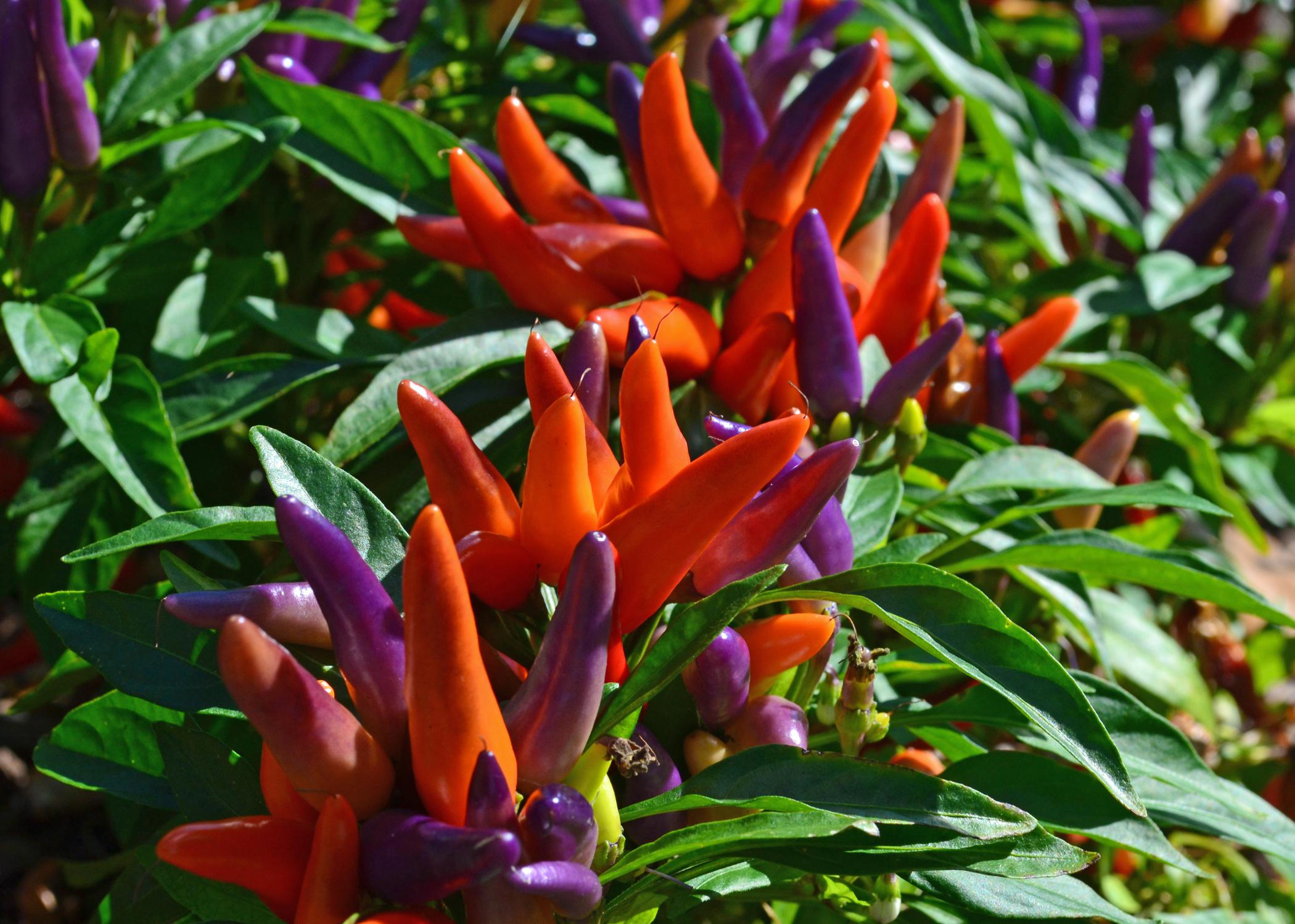 Ornamental peppers shop