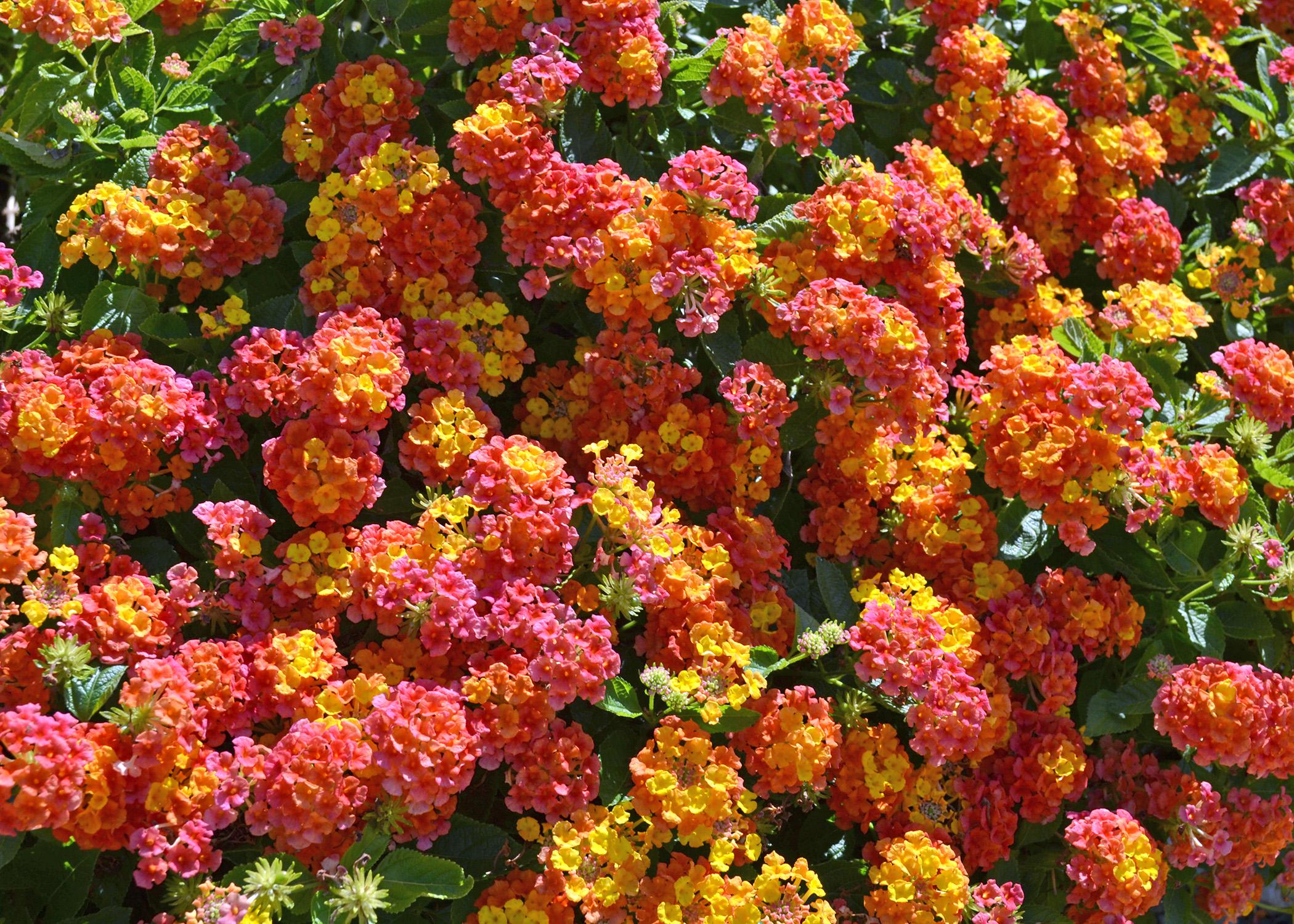 Flowers made up of tiny blooms are red, orange, yellow and pink.