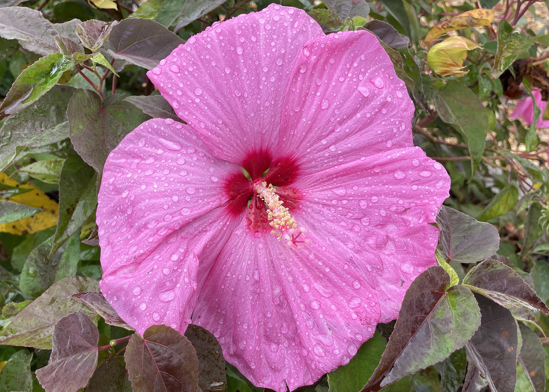 A huge, pink flower has a dark center.