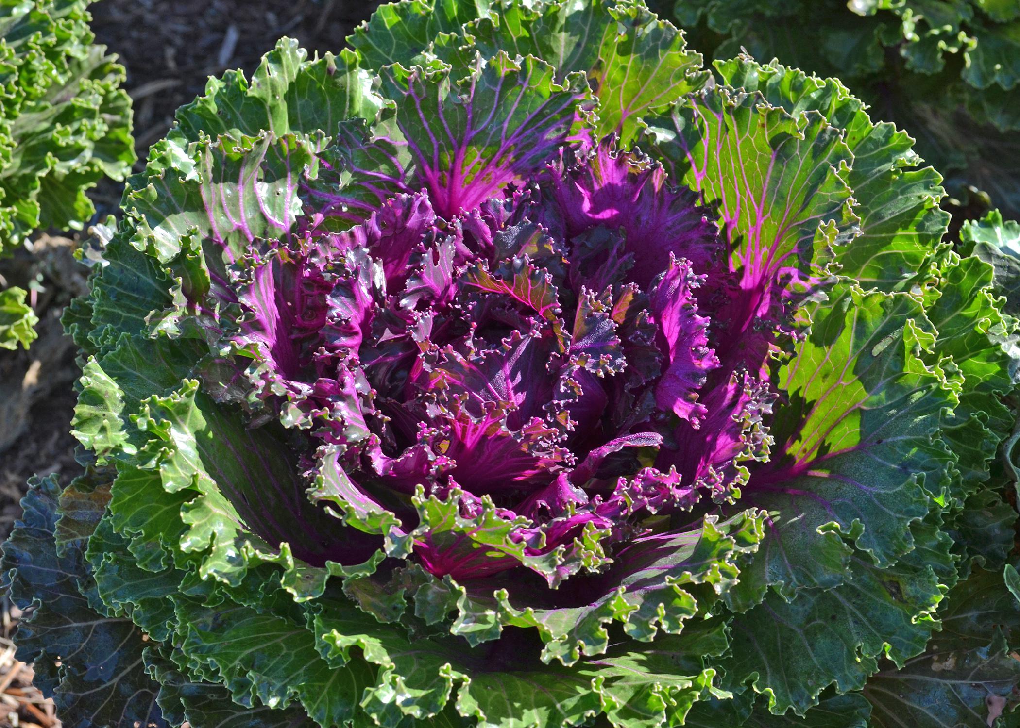 Ornamental kale on sale