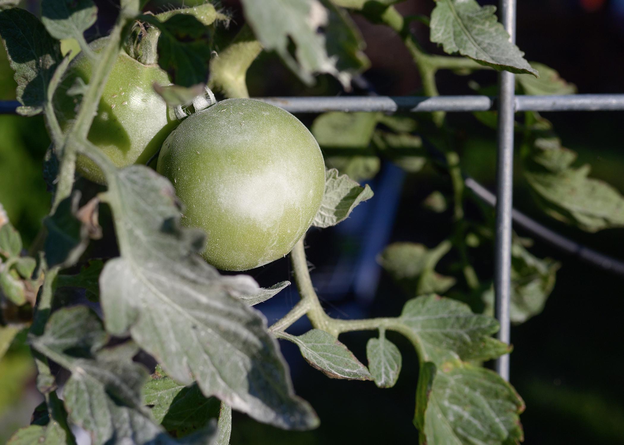 A green tomato on a bush is dusted lightly with powder.