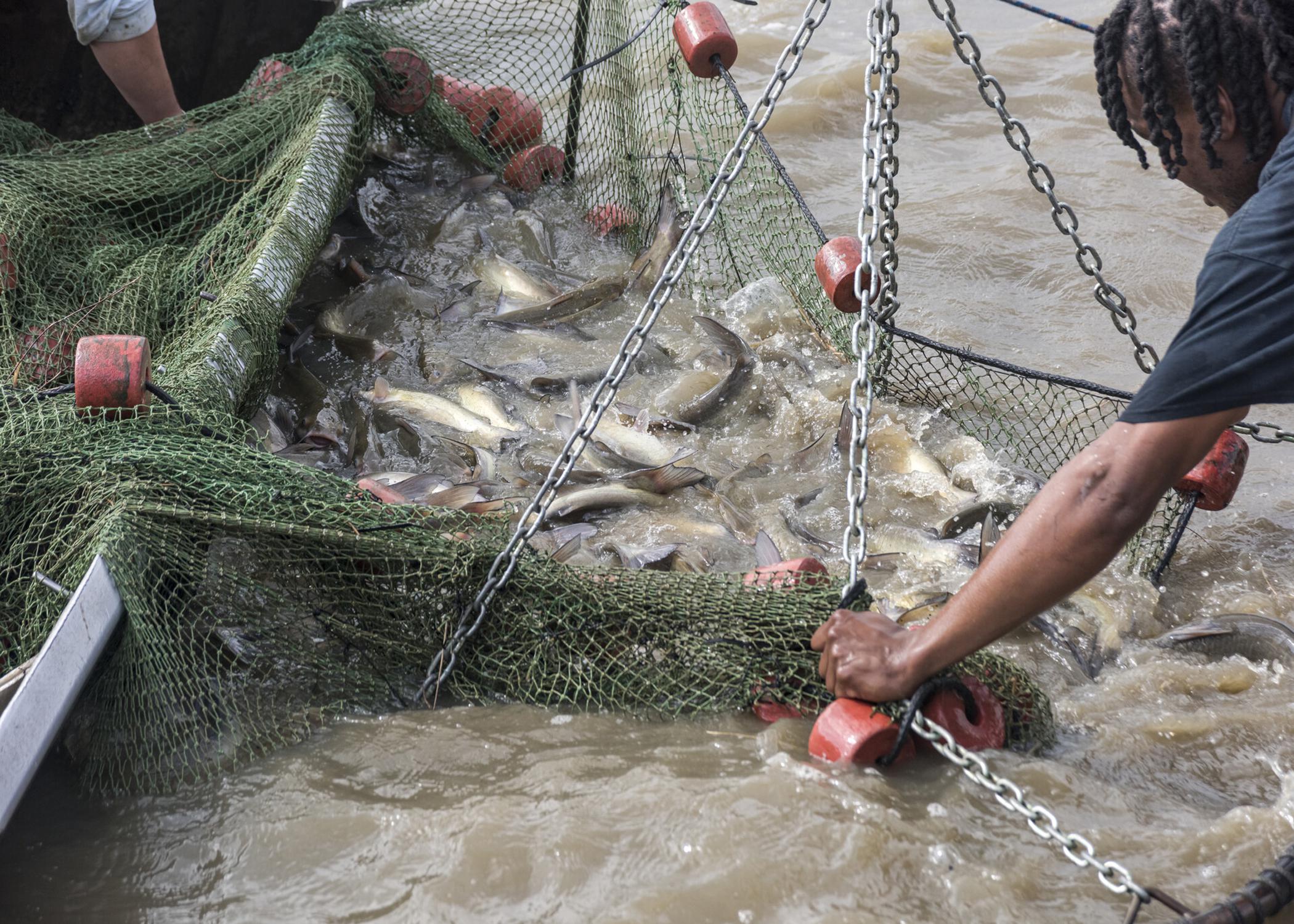 Catfish in a net
