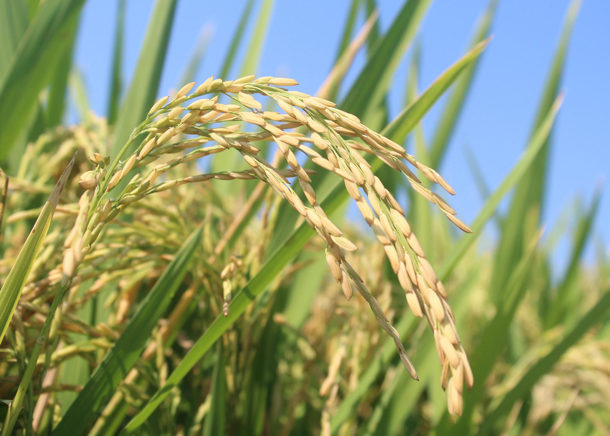 Rice kernels are seen on plants in a field.