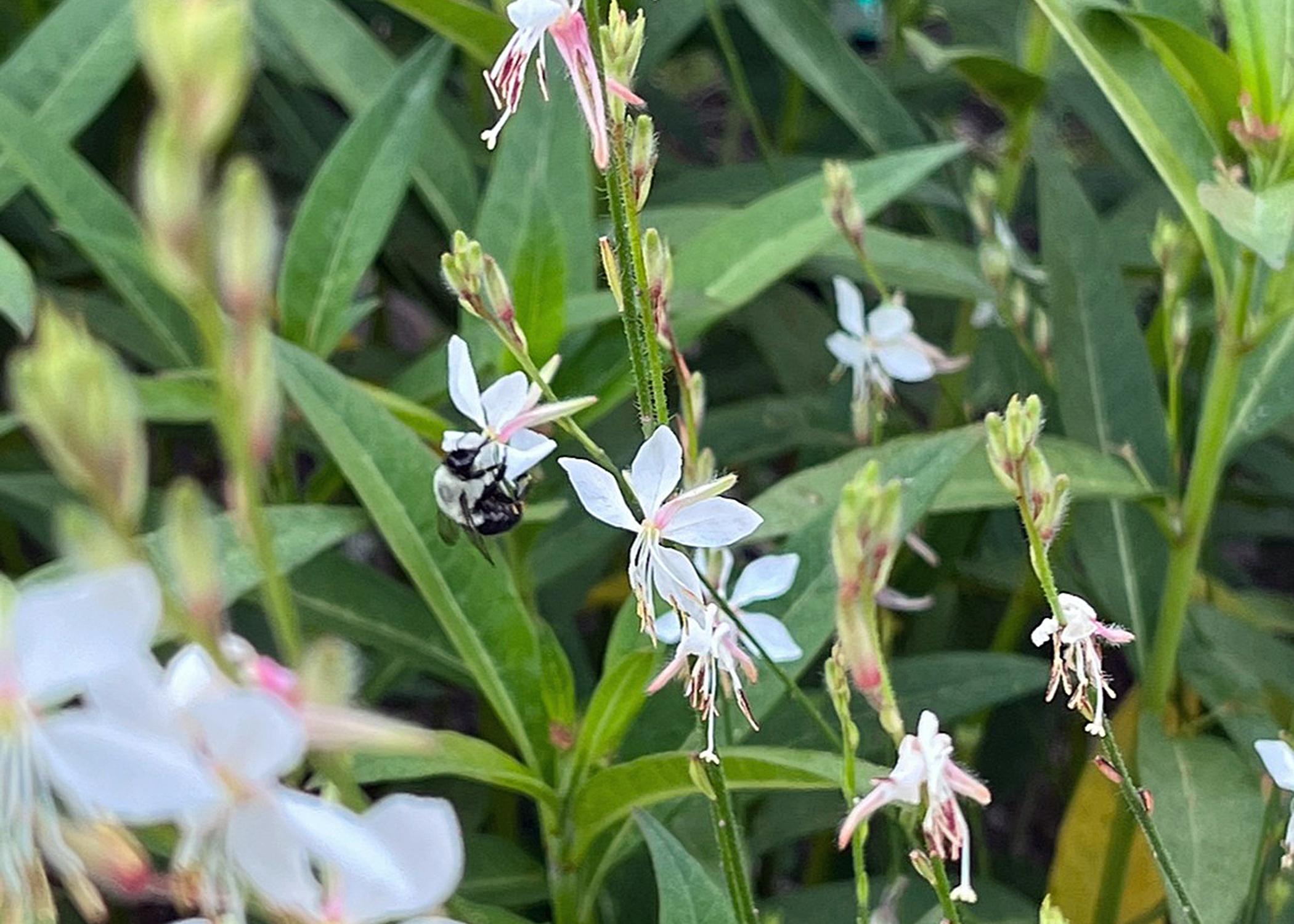 A bee hangs onto a slender stem that has white flowers.