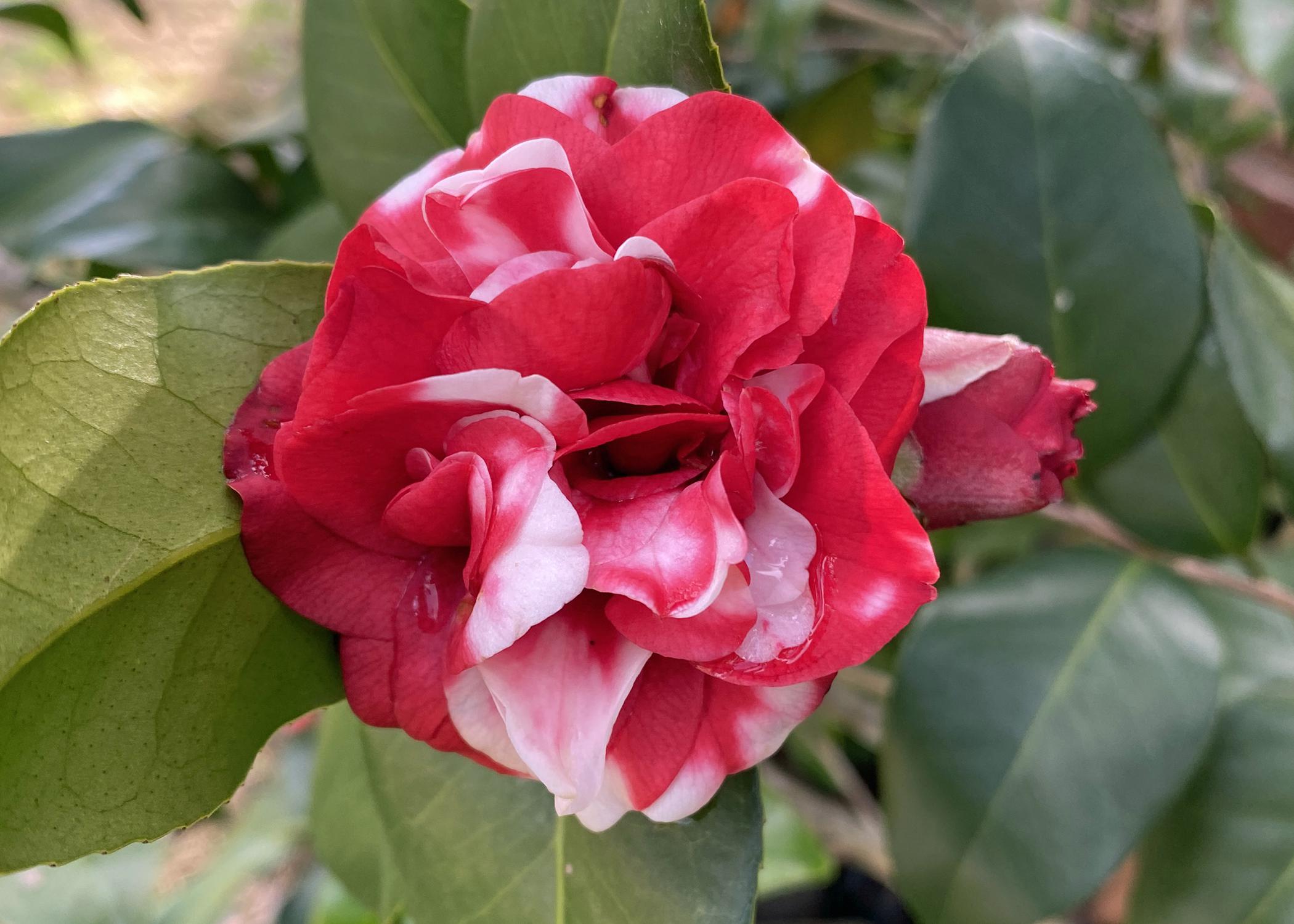 A large bloom is red and white.