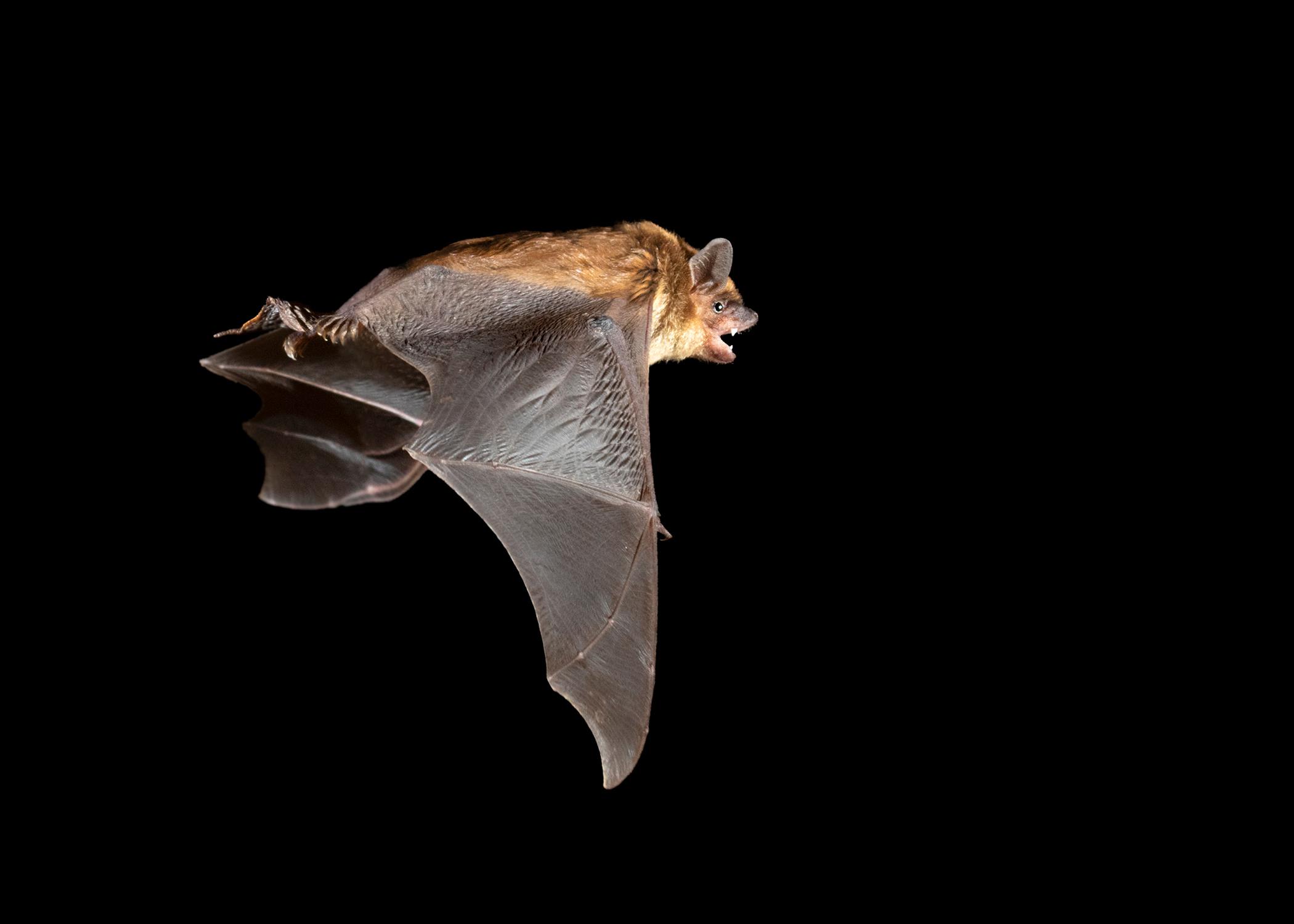 Brown bat flying at night.