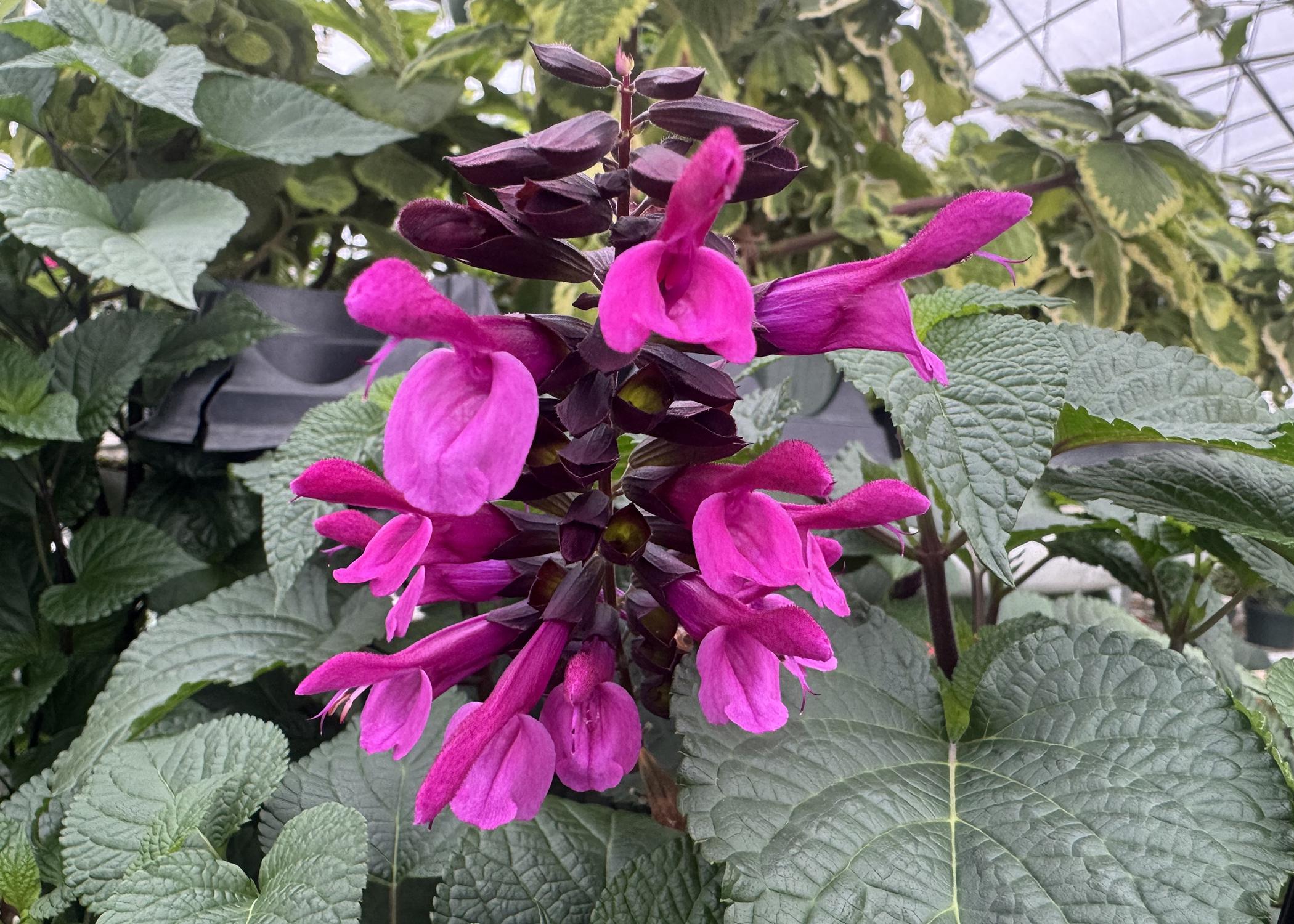 Pink flowers bloom on dark-green foliage.