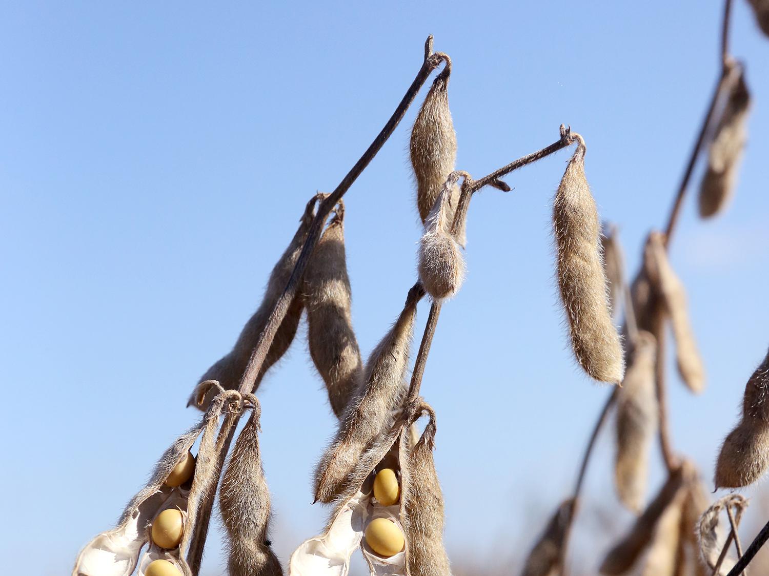 Harvest of the state’s soybean crop was about two-thirds complete by the first of October. These soybeans were drying out Sept. 19, 2015 at the Mississippi State University R.R. Foil Plant Science Research Center. (Photo by MSU Ag Communications/Kat Lawrence)