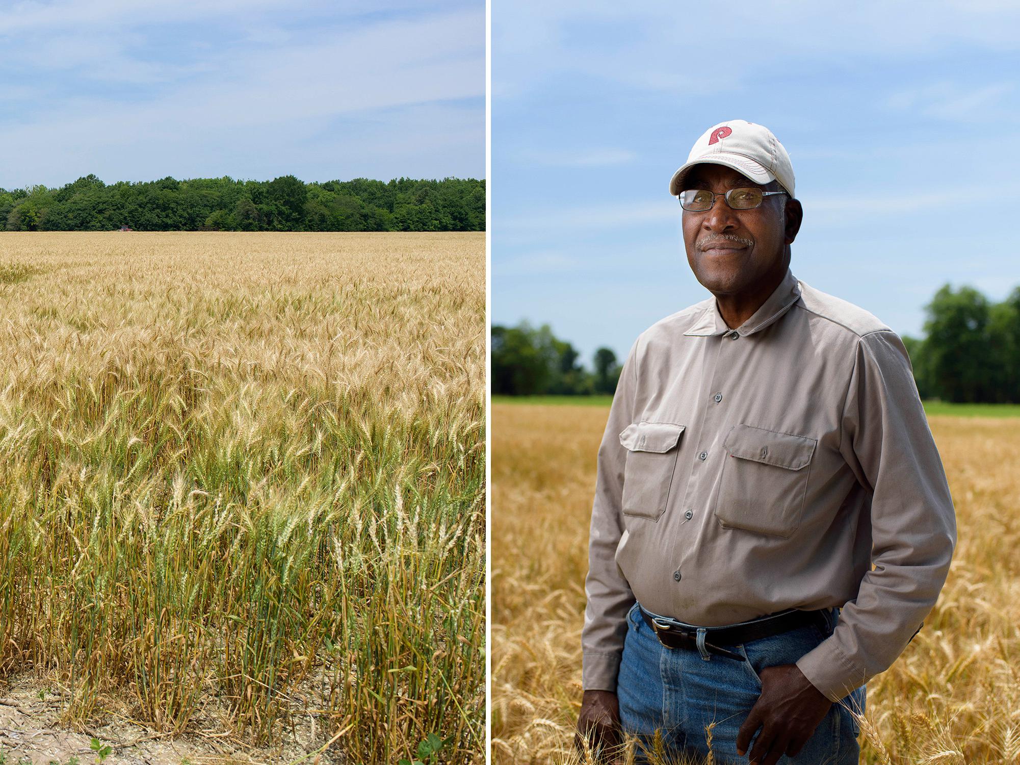 Mississippi’s growers harvested about 80,000 acres of wheat and averaged 58 bushels per acre in 2016. These amber waves of grain (left) are in a Coahoma County, Mississippi, field on May 23, 2016. David Wade (right) knows his Coahoma County, Mississippi, wheat would have produced better yields if persistent spring rains had not stunted the crop’s development. He is standing in his wheat field on May 23, 2016, shortly before harvest. (Photos by MSU Extension Service/Kevin Hudson)