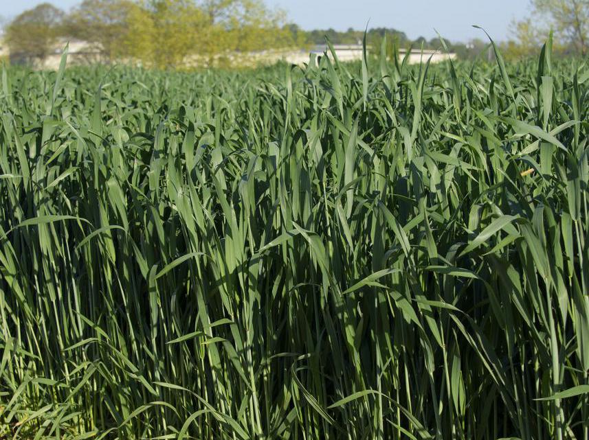 Wheat is shown growing in a R.R. Foil Plant Science Research Center test plot at Mississippi State University April 6, 2016. Due to poor planting conditions and a saturated market last fall, producers planted only 90,000 acres of the state’s winter crop, which is less than half of the 200,000-acre average. (Photo by MSU Extension Service/Kevin Hudson)