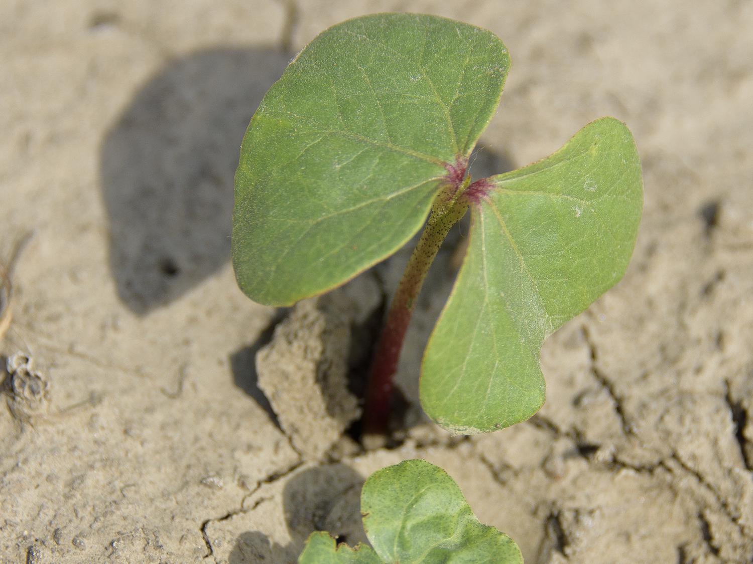Good planting weather in mid-May is allowing Mississippi cotton growers to get the crop planted quickly. This seedling cotton was growing on a Leflore County farm May 19, 2016. (Photo by MSU Extension Service/Kevin Hudson)