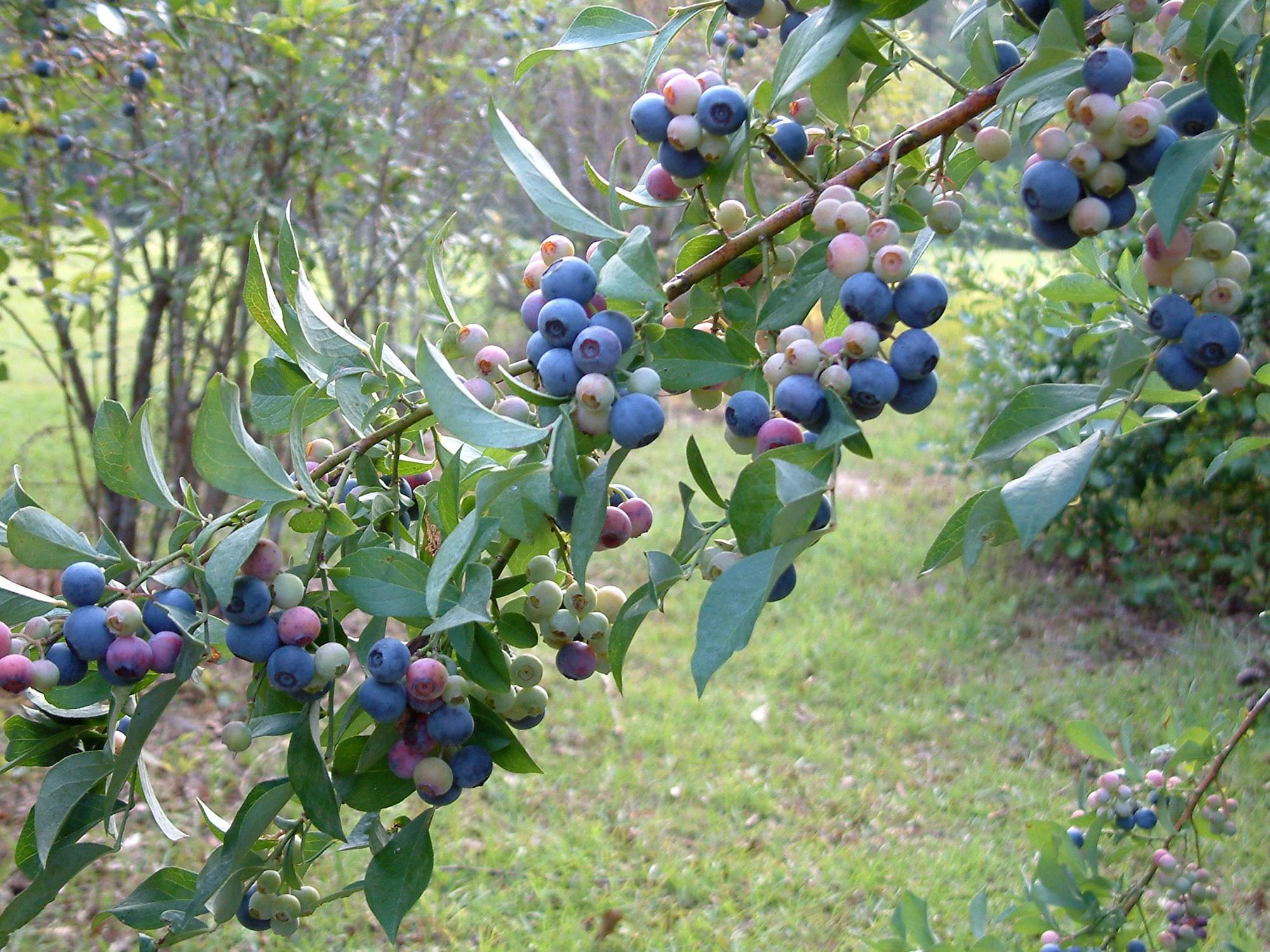 Rabbiteye blueberries make up 80 to 90 percent of the Mississippi’s blueberry crop. Recent dry weather has made harvesting easier than normal. (Photo by MSU Extension Service/File)