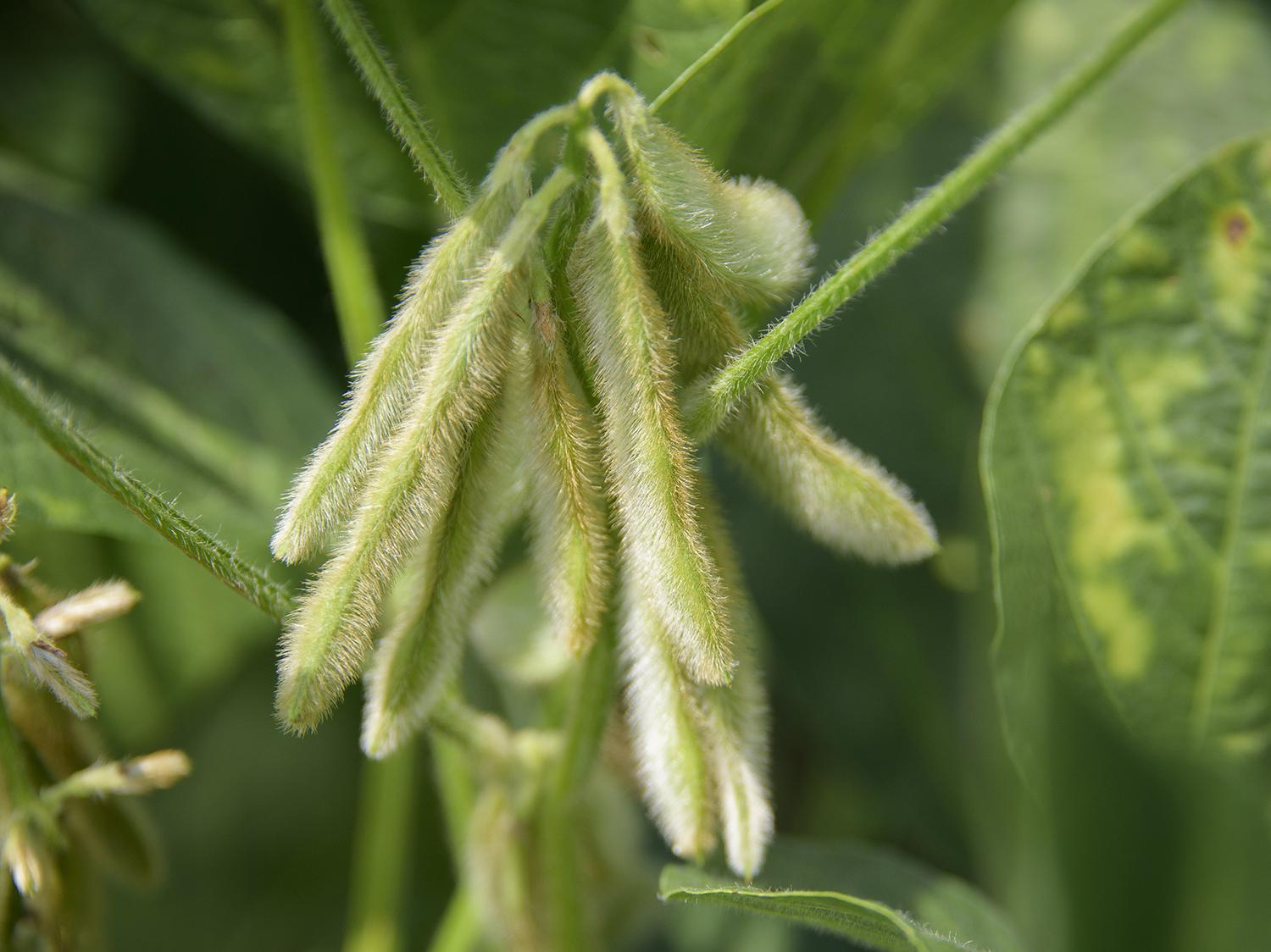 Irrigated or not, most Mississippi soybeans are growing well in the midseason weeks thanks to timely showers. These Noxubee County soybeans are part of the state’s 2.05 million acres on July 21, 2016. (Photo by MSU Extension Service/Kevin Hudson)