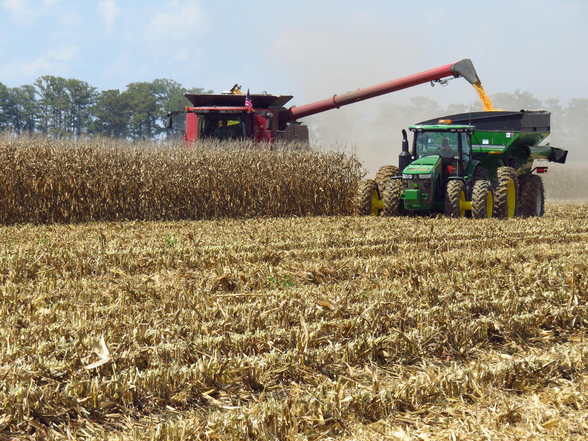 Rainy weather slows state’s corn harvest Mississippi State University