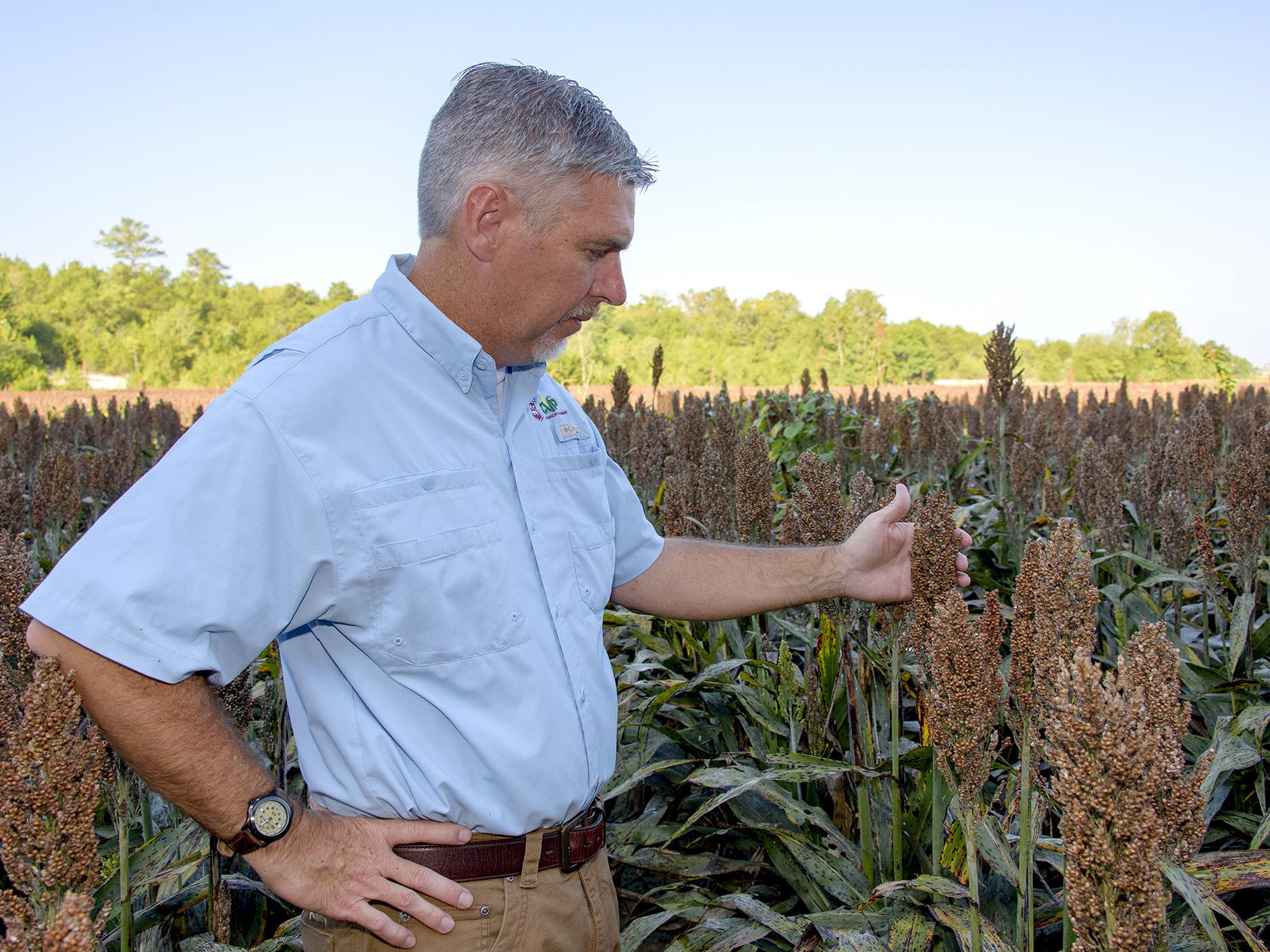Grain sorghum acreage was low this year because of low prices and sugarcane aphid problems. Mississippi State University Extension Service specialist Erick Larson examined sorghum ready for harvest Sept. 15, 2016, at MSU’s R.R. Foil Plant Science Research Center in Starkville, Mississippi. (Photo by MSU Extension Service/Kevin Hudson)