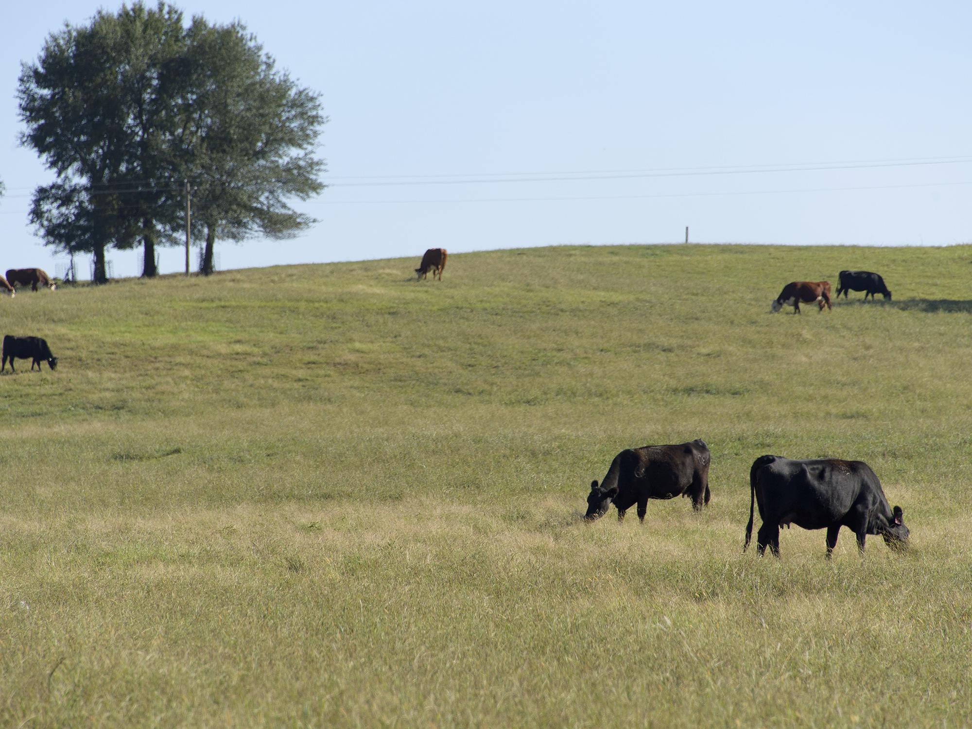 Cattle benefit from good pasture management that minimizes weed development during dry periods and helps pastures ahead of the dormant season. These beef cattle were photographed on the Mississippi State University H.H. Leveck Animal Research Center near Starkville on Sept. 29, 2016. (Photo by MSU Extension Service/Kevin Hudson)