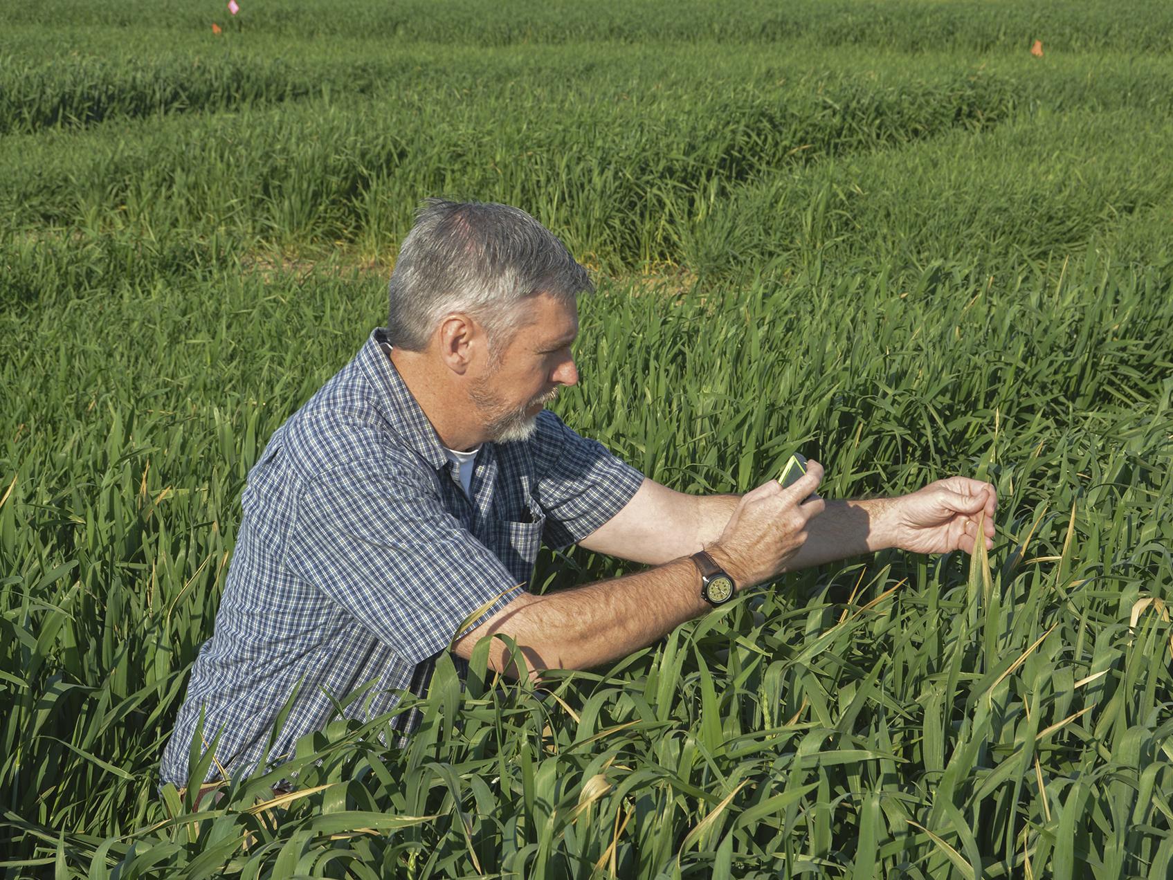 Erick Larson, corn and wheat specialist with the Mississippi State University Extension Service, takes a photo on March 22, 2017, of freeze damage on the tips of some wheat growing in variety trials at the R.R. Foil Plant Science Research Center in Starkville, Mississippi. Larson and other MSU agricultural specialists document crop issues to guide growers and consultants throughout the growing season. (Photo by MSU Extension Service/Linda Breazeale)