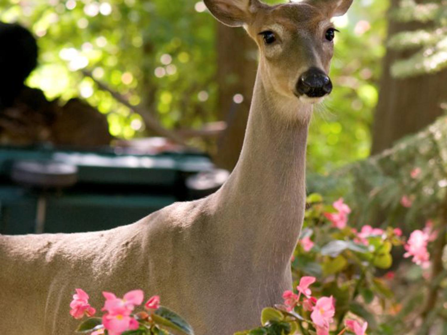 Not my roses! Keep deer out of the garden Mississippi State University Extension Service