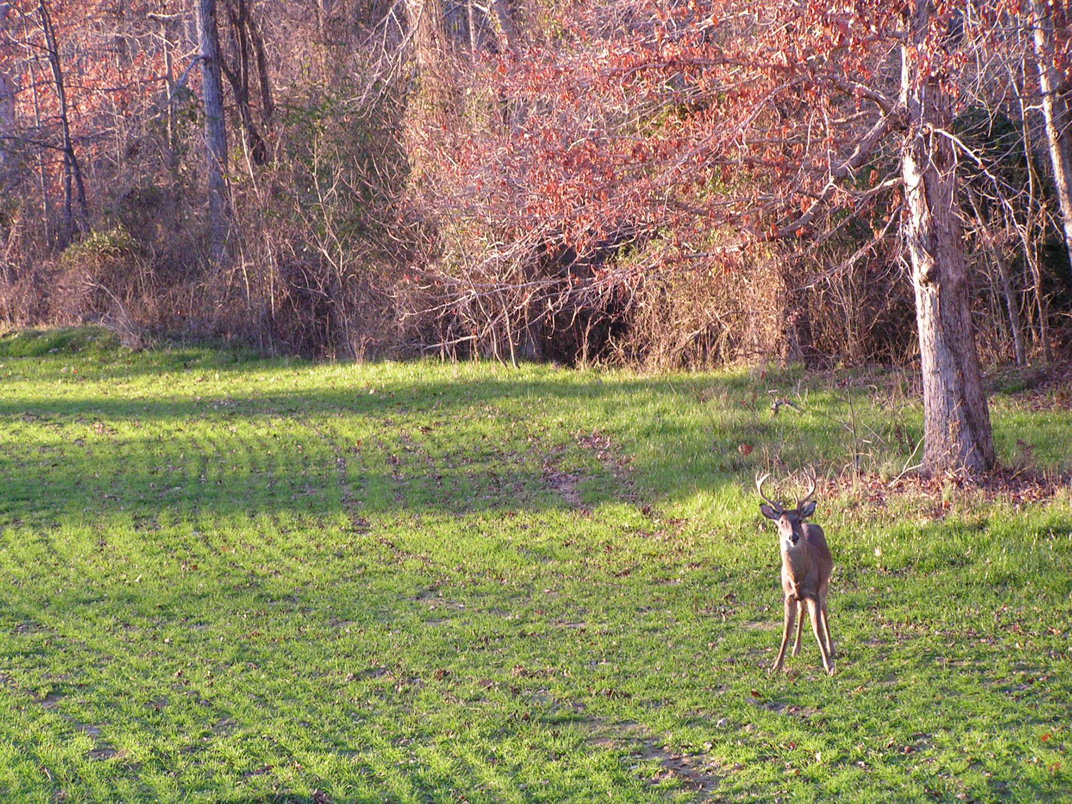 During lean times, food plots provide nutrients to help with antler development. (Photo submitted by MDWFP/Scott Edwards)