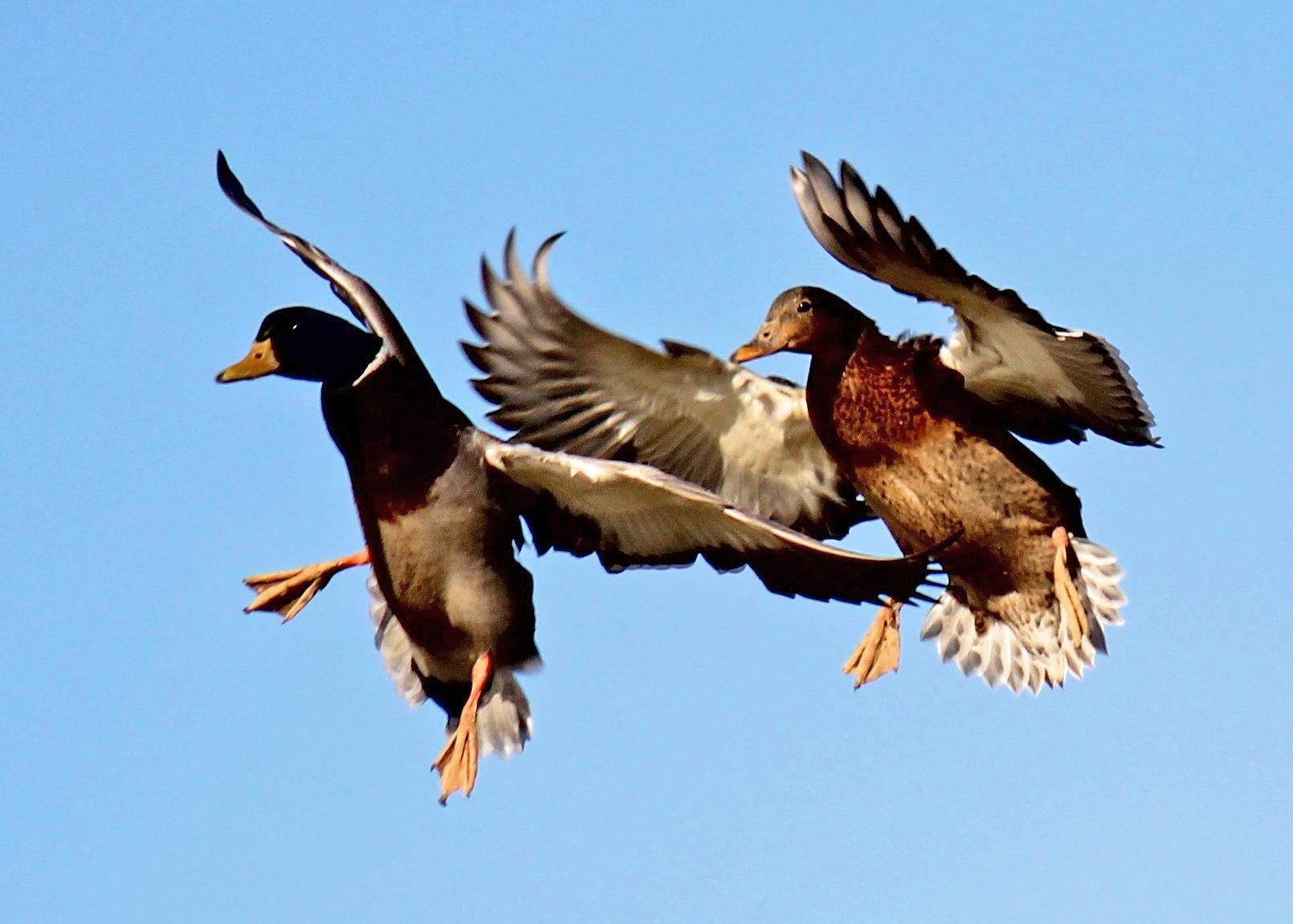 Waterfowl hunters can help minimize the spread of avian influenza Mississippi State University Extension Service