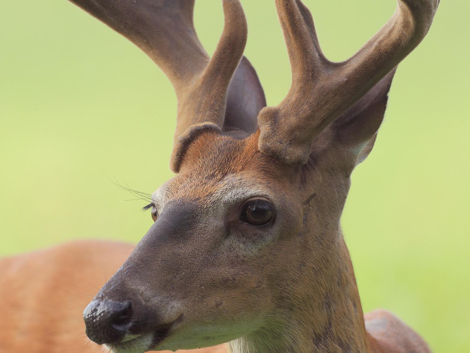 Why do deer shed their antlers new arrivals