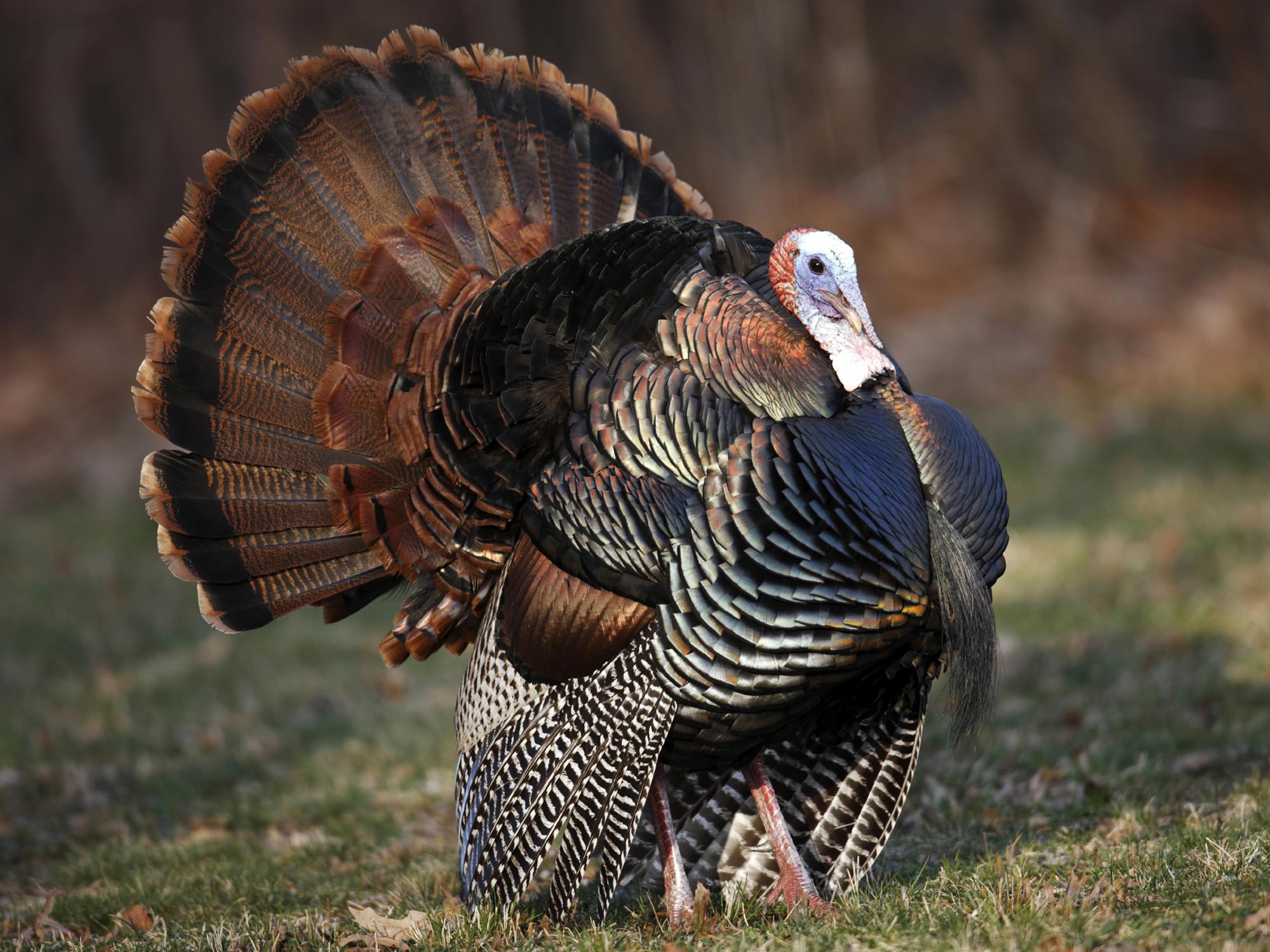 Gobbling Activity Fluctuates Throughout Hunting Season Mississippi State University Extension
