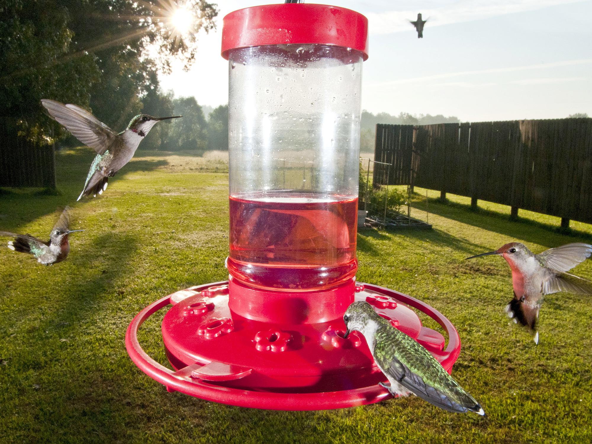 Hummingbird feeders attract tiny migrating visitors to Mississippi yards, but anyone who is not willing to keep fresh feed in a frequently cleaned container should consider planting a hummingbird garden instead. (MSU Extension Service file photo)