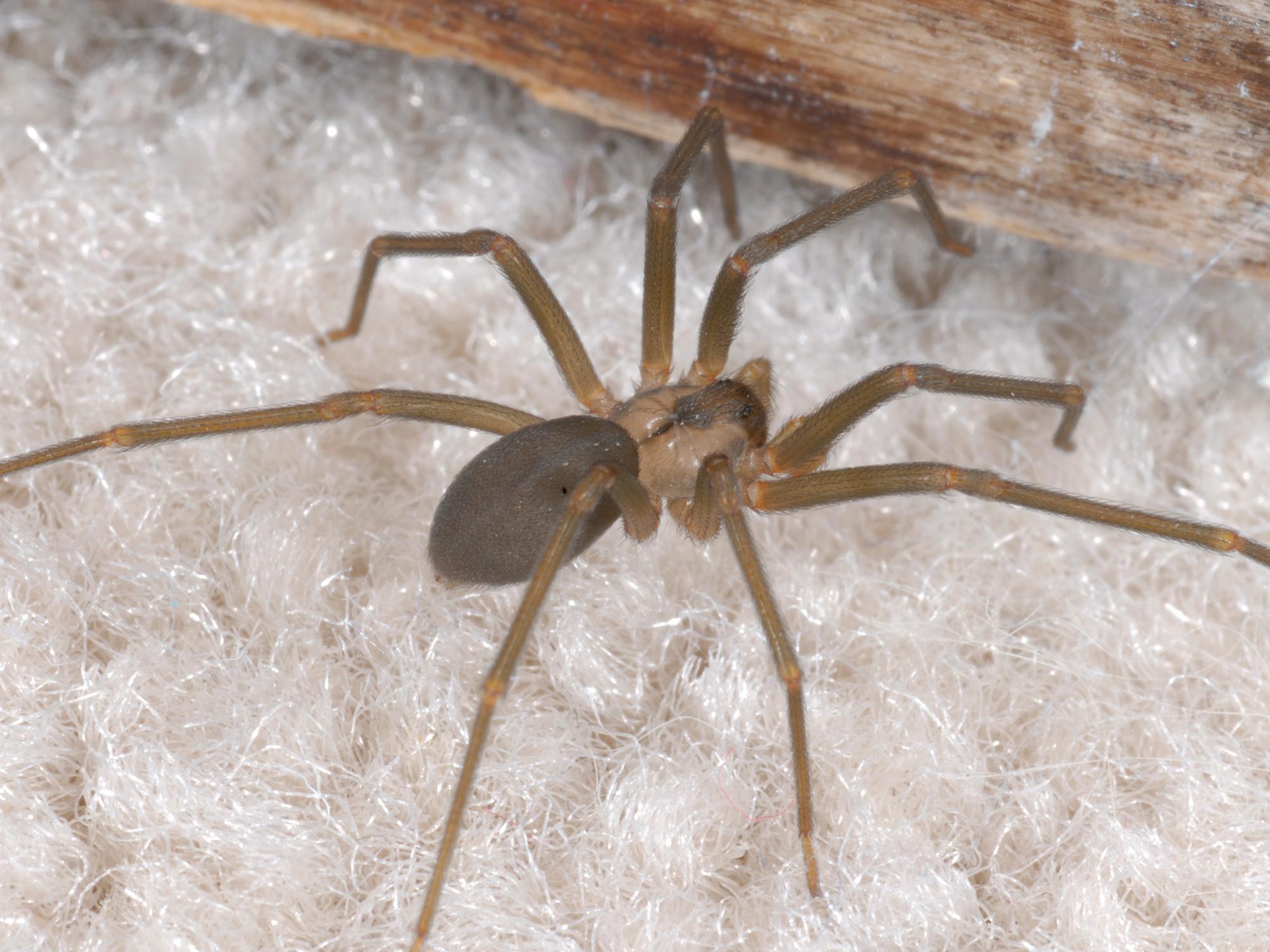 How a common house spider is mistaken for a Brown Recluse Spider