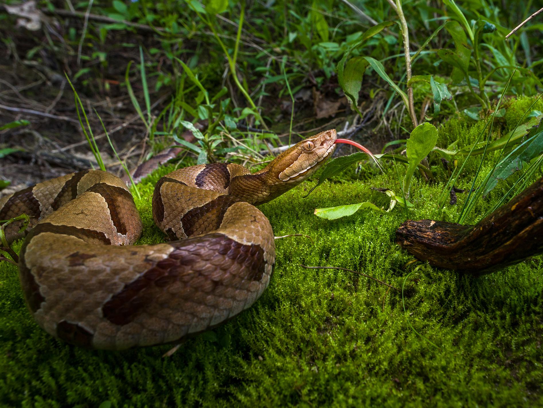 Snake Encounters Increase During Summer Months | Mississippi State ...