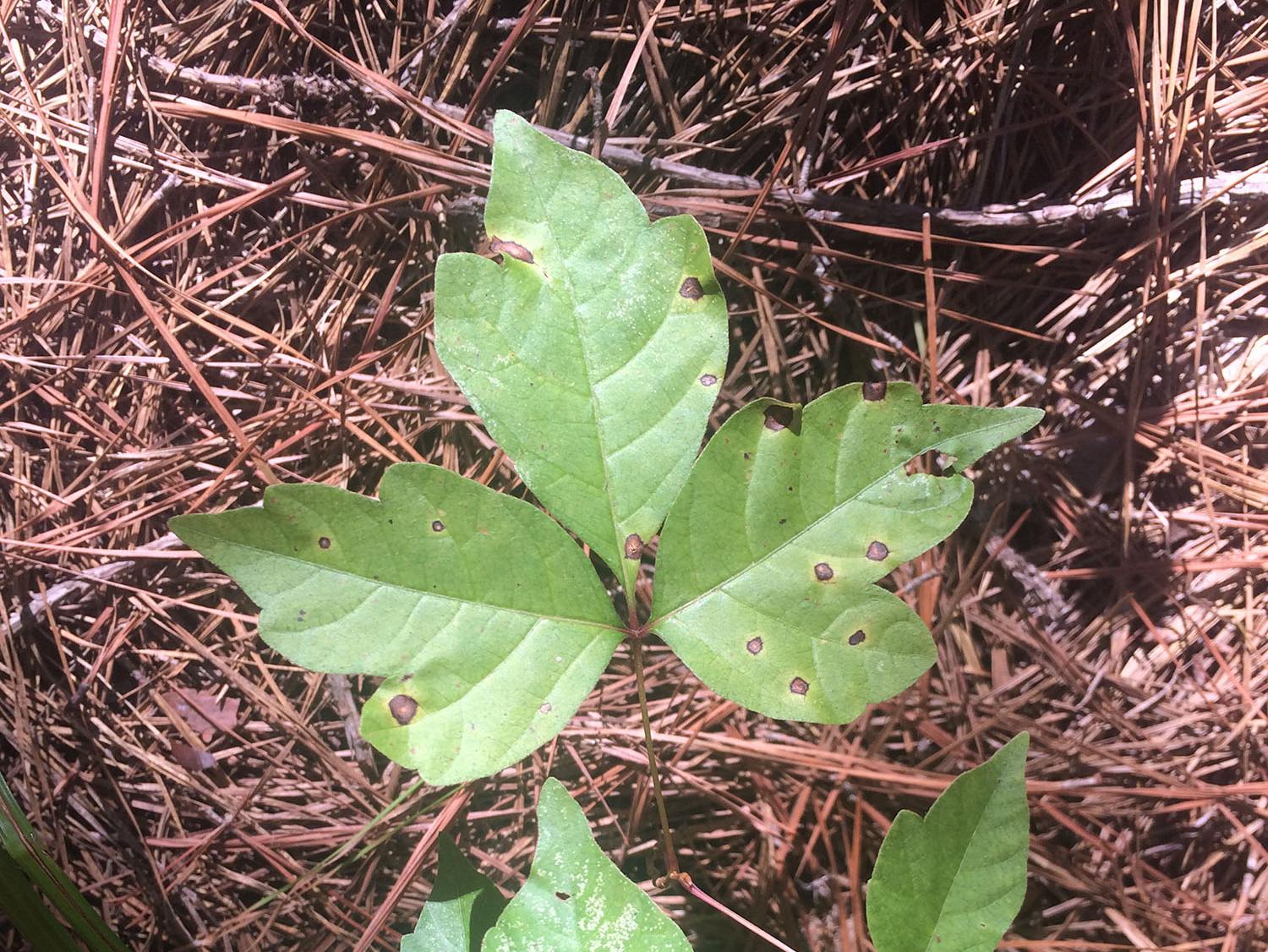 Poison Ivy vs. Virginia Creeper  Mississippi State University Extension  Service