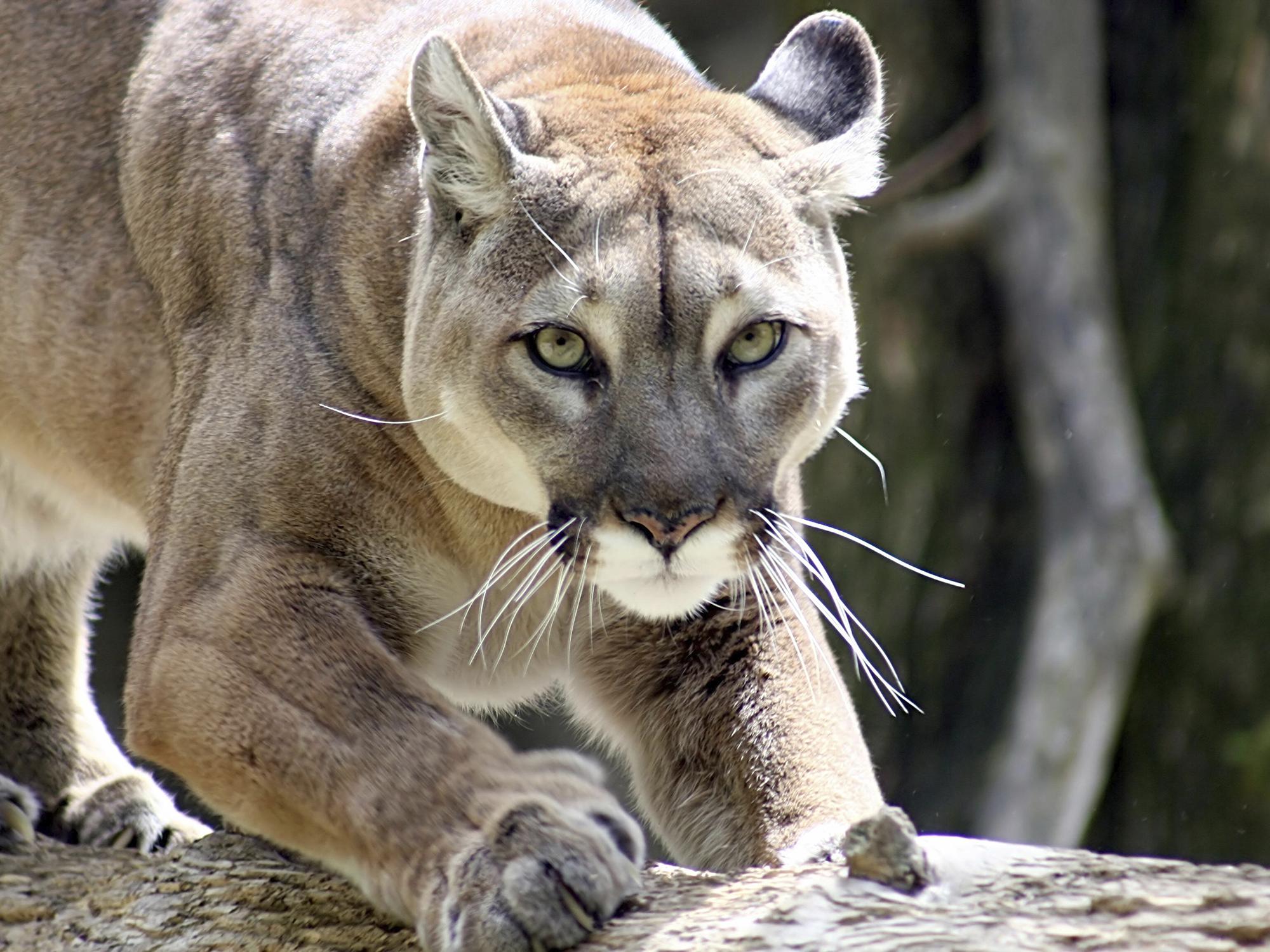 Before European settlement, mountain lions were part of the native Mississippi landscape, but changes in their habitat and overharvest by humans have resulted in no remaining wild populations of these big cats in the state. (Submitted photo)