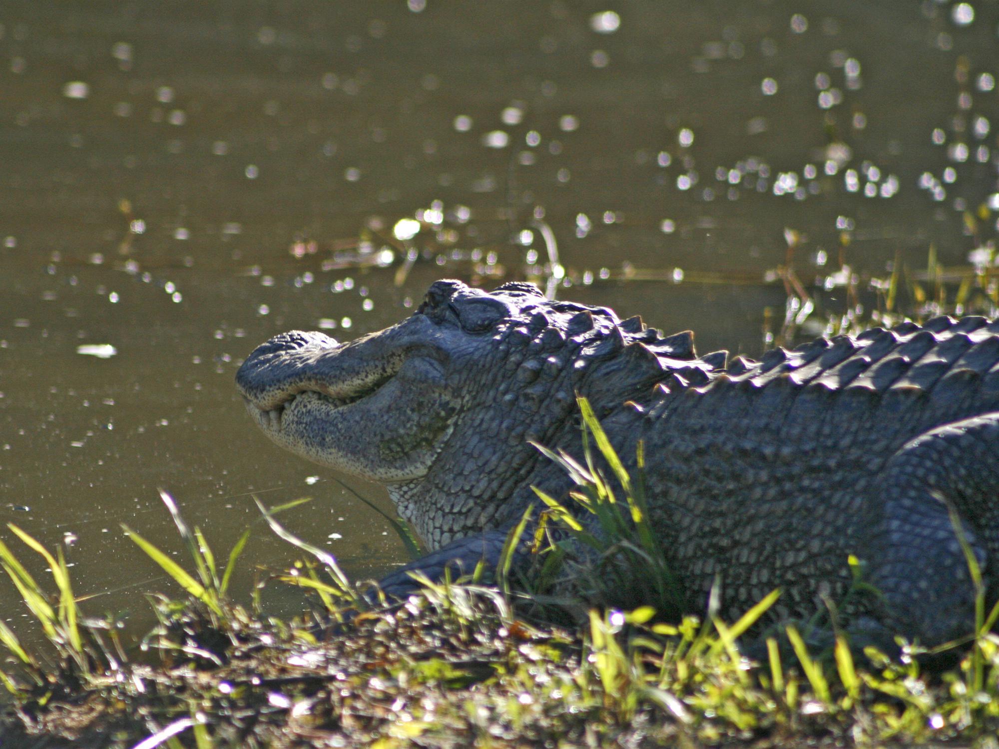Alligators are protected by Mississippi law, so consult wildlife officials for guidance in removing these unwanted visitors from ponds and lakes. (File photo by MSU Extension Service/Kat Lawrence)