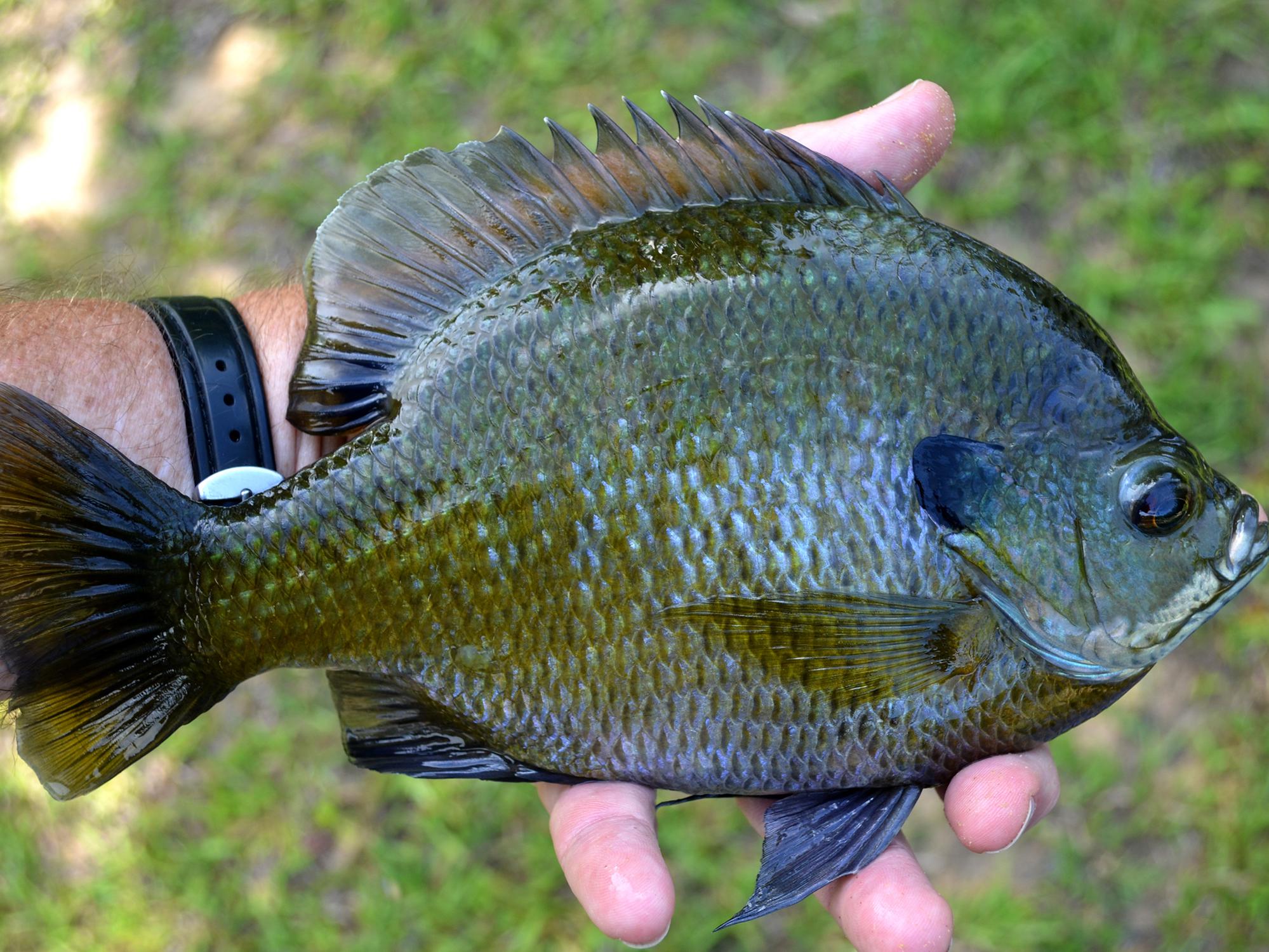 Landowners can learn how to improve the quality and quantity of sport fish, such as this bluegill, in upcoming free pond management workshops. (Photo by MSU Extension Service/Wes Neal)