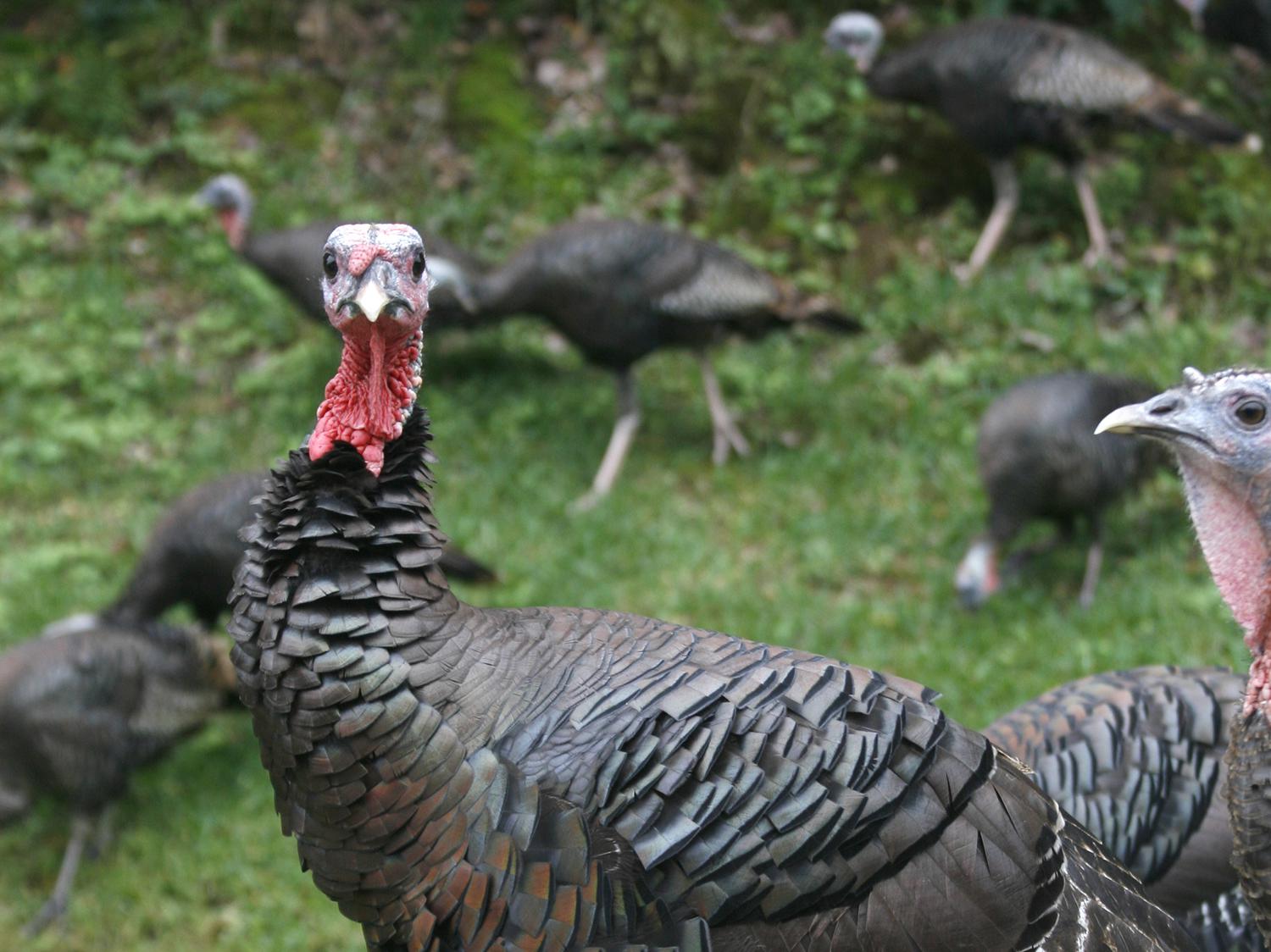 Turkey season in Mississippi takes place from March 15 to May 1. The fourth, fifth and sixth weeks, collectively, have been reported as having the most gobbles heard in seven of the last 10 hunting seasons. (File photo by MSU Extension Service/Kat Lawrence)