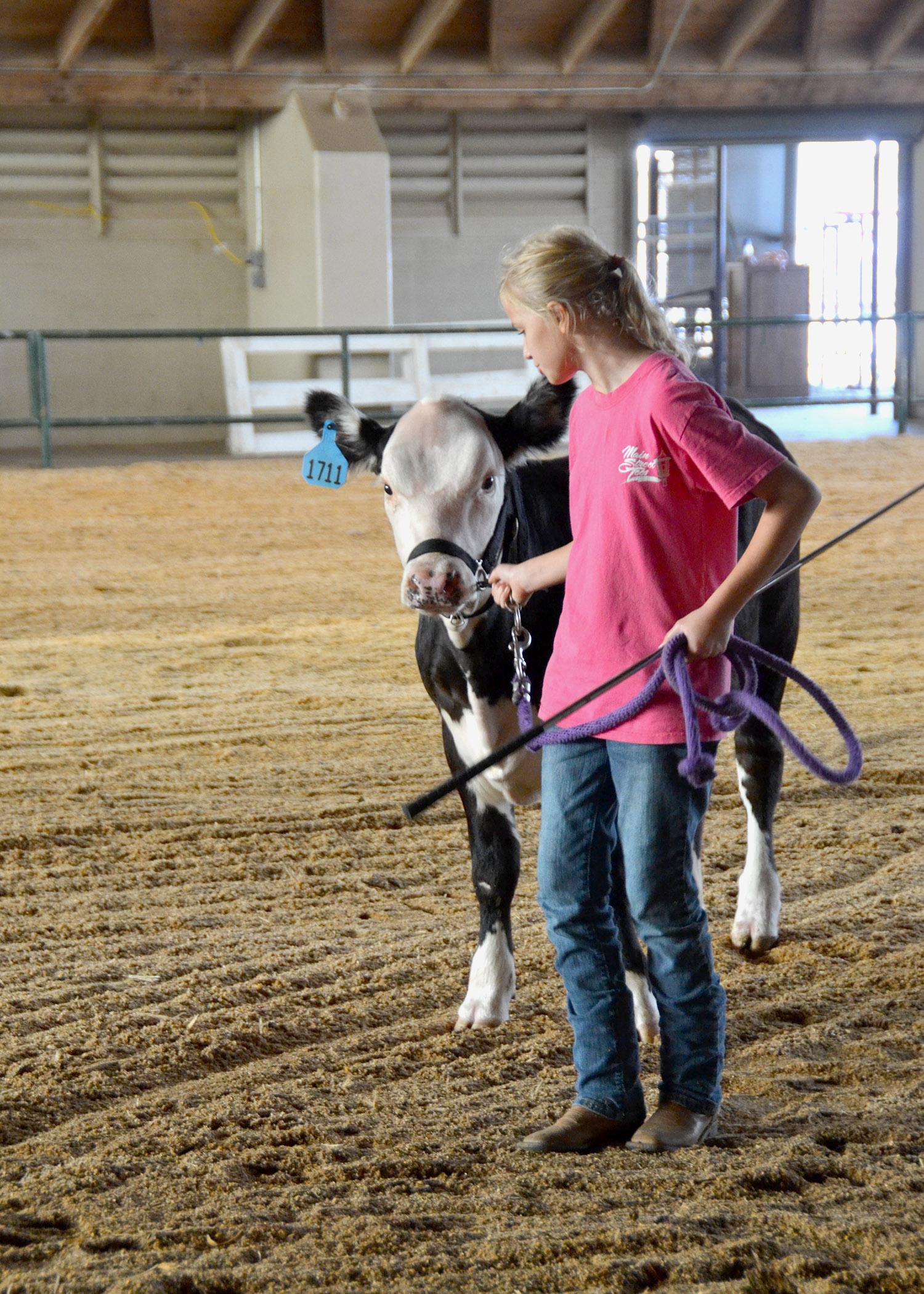 Simpson County 4-H’er Madisyn Lee prepares for the beef showmanship competition at the Mississippi State Fair with a few practice rounds in the ring Oct. 4. (Photo by MSU Ag Communications/Susan Collins-Smith)