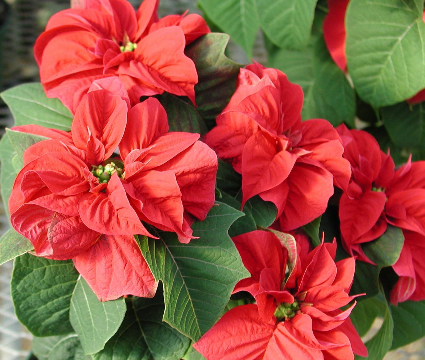 Poinsettia rose deals