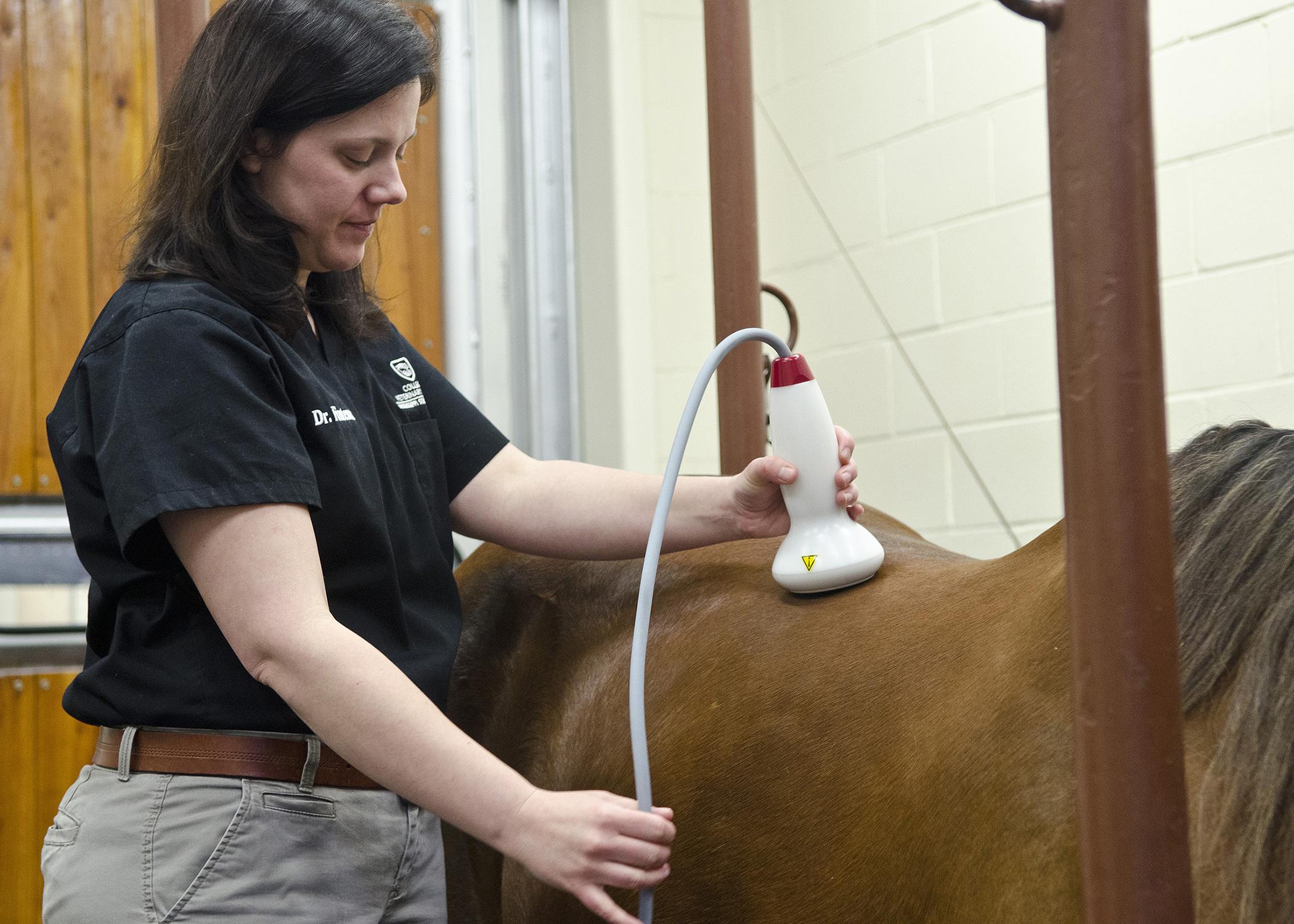 Dr. Robin Fontenot, assistant clinical professor at the Mississippi State University College of Veterinary Medicine, administers shock-wave therapy to an equine patient to help resolve back pain issues. (Photo by MSU College of Veterinary Medicine/Tom Thompson)