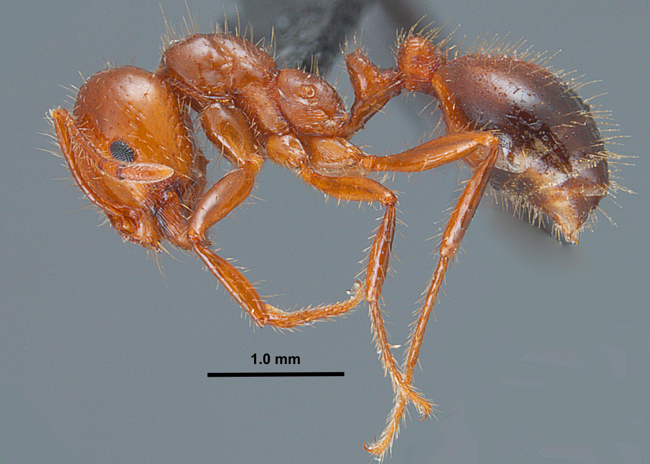 Most fire ants found in Mississippi are a hybrid between the red imported fire ant, pictured here, and the black imported fire ant. (Photo by Mississippi Entomological Museum/Joe A. MacGown)