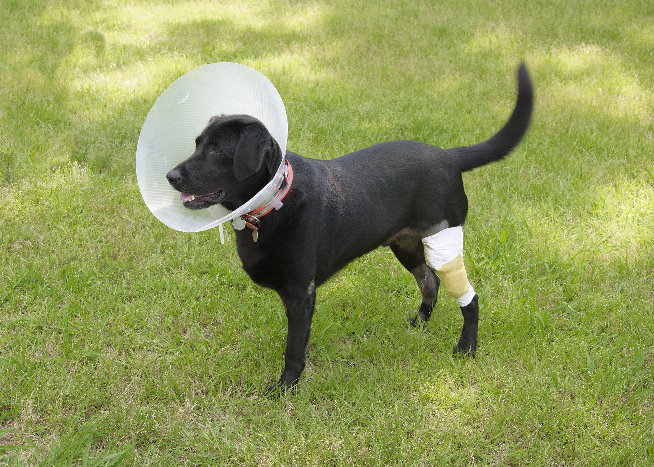 Siba, a 2-year-old lab mix, suffered cuts and abrasions when he was hit by a car in his own driveway. He was photographed in recovery May 6, 2015, in Starkville, Mississippi. (Photo by MSU Ag Communications/Kevin Hudson)