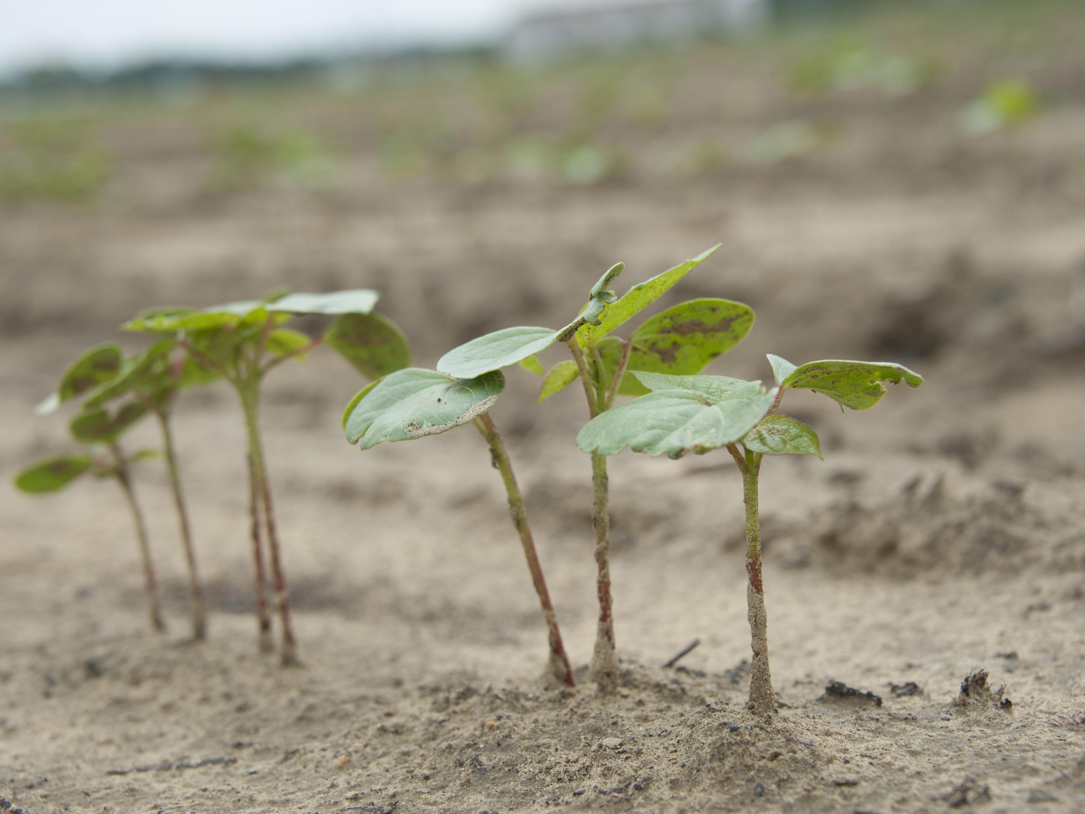 Persistent rains are causing planting delays for the third straight year across Mississippi. This cotton plant was growing at the Rodney Foil Plant Science Research Center in Starkville, Mississippi, on May 20, 2015. (Photo by MSU Ag Communications/Kat Lawrence)