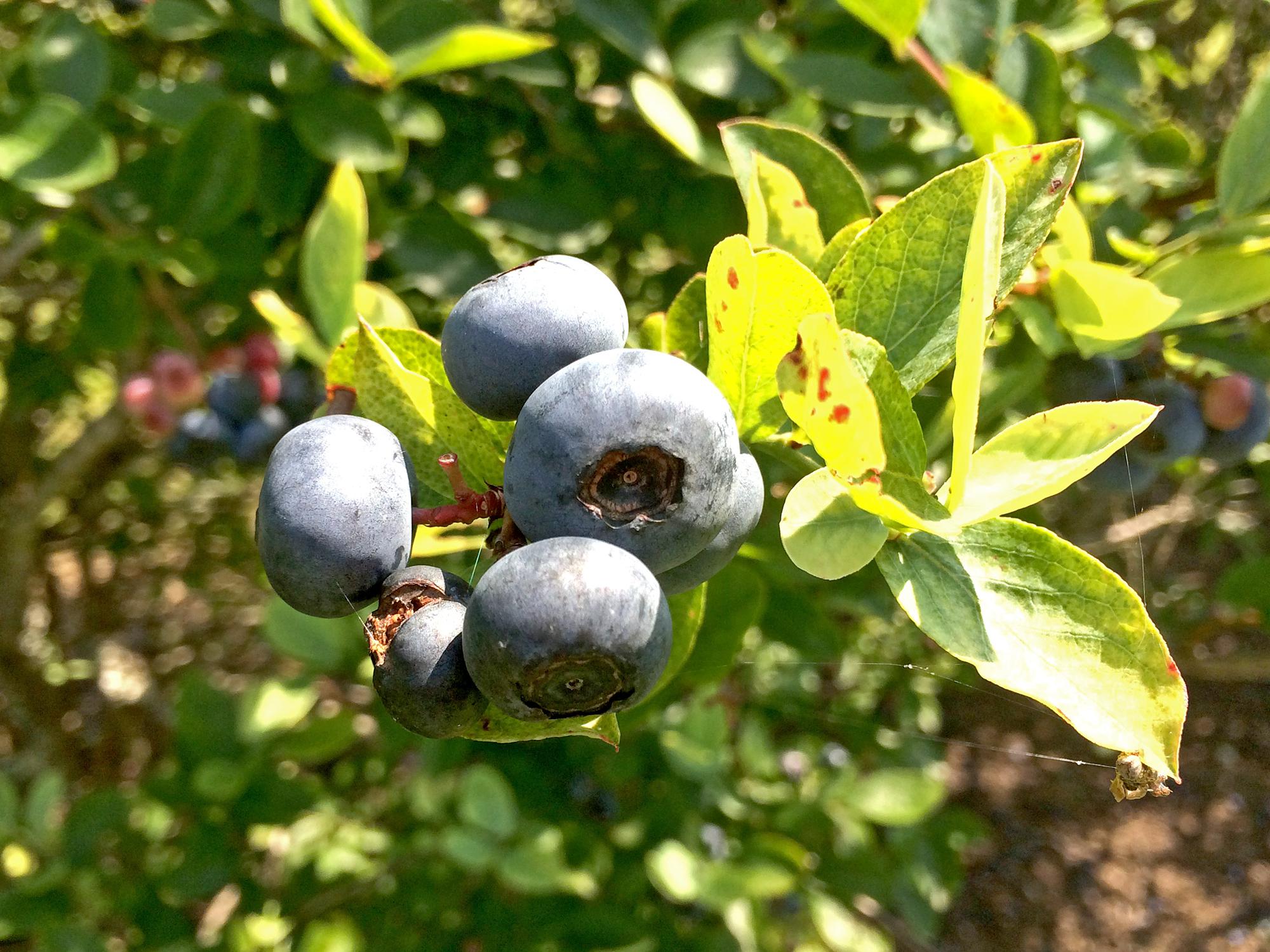Blueberries are ripe for the picking across much of the state if rains will allow opportunities for harvest. Bushes are loaded with berries, such as these photographed on June 2, 2015, in Poplarville, Mississippi. (Photo by Eric Stafne)