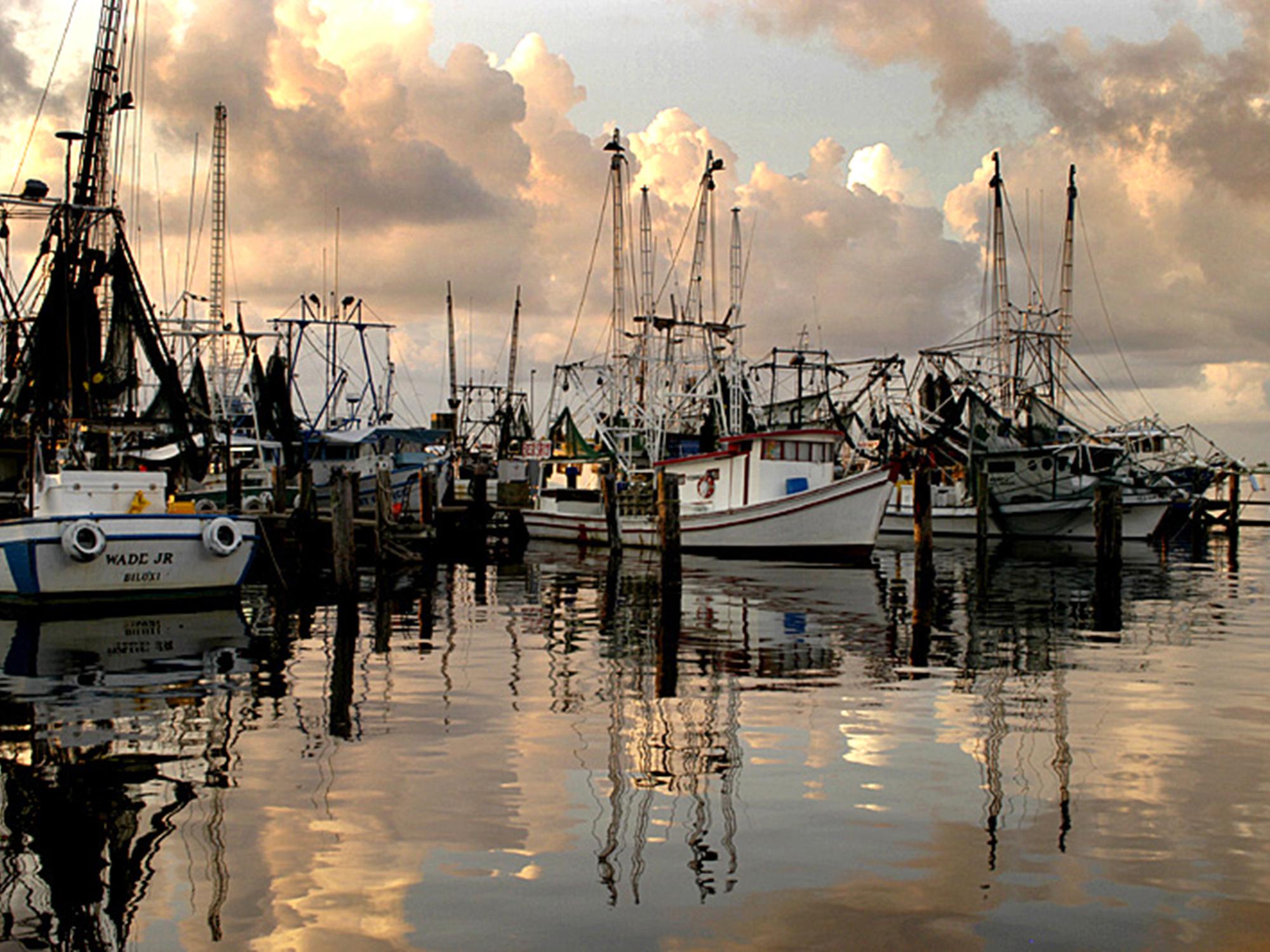 Low prices and an unusual season are making it difficult for Mississippi fishermen to harvest the state's shrimp crop. (Photo by MSU Extension/Dave Burrage)