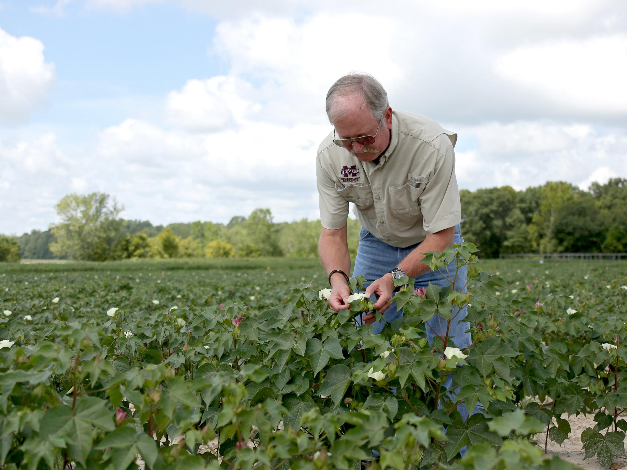  Gary Lawrence, Mississippi State University nematologist, examines cotton growing at the MSU R.R. Foil Plant Science Research Center in Starkville, Mississippi, on Aug. 11, 2015. (Photo by MSU Ag Communications/Kat Lawrence)